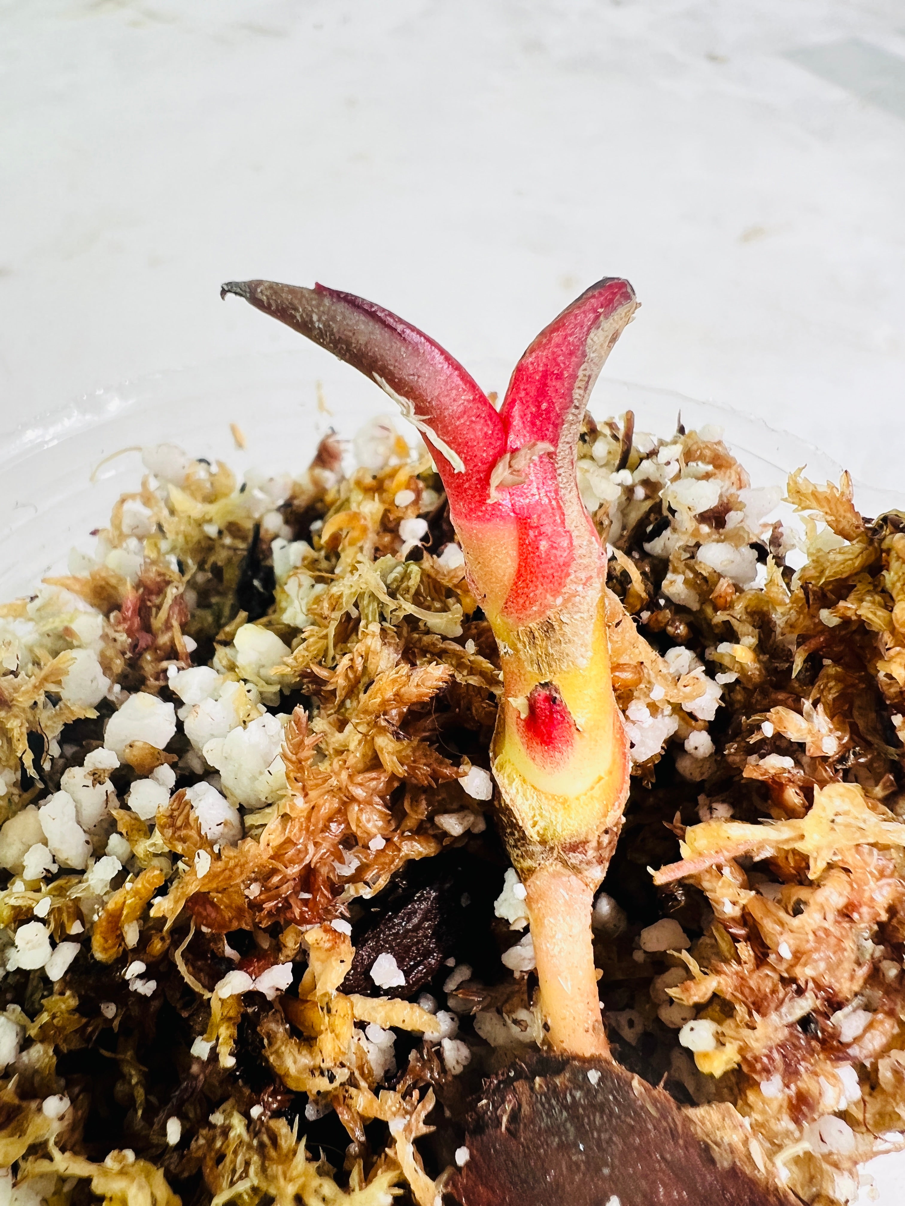 Anthurium papillilaminum rooted 2 sprouts