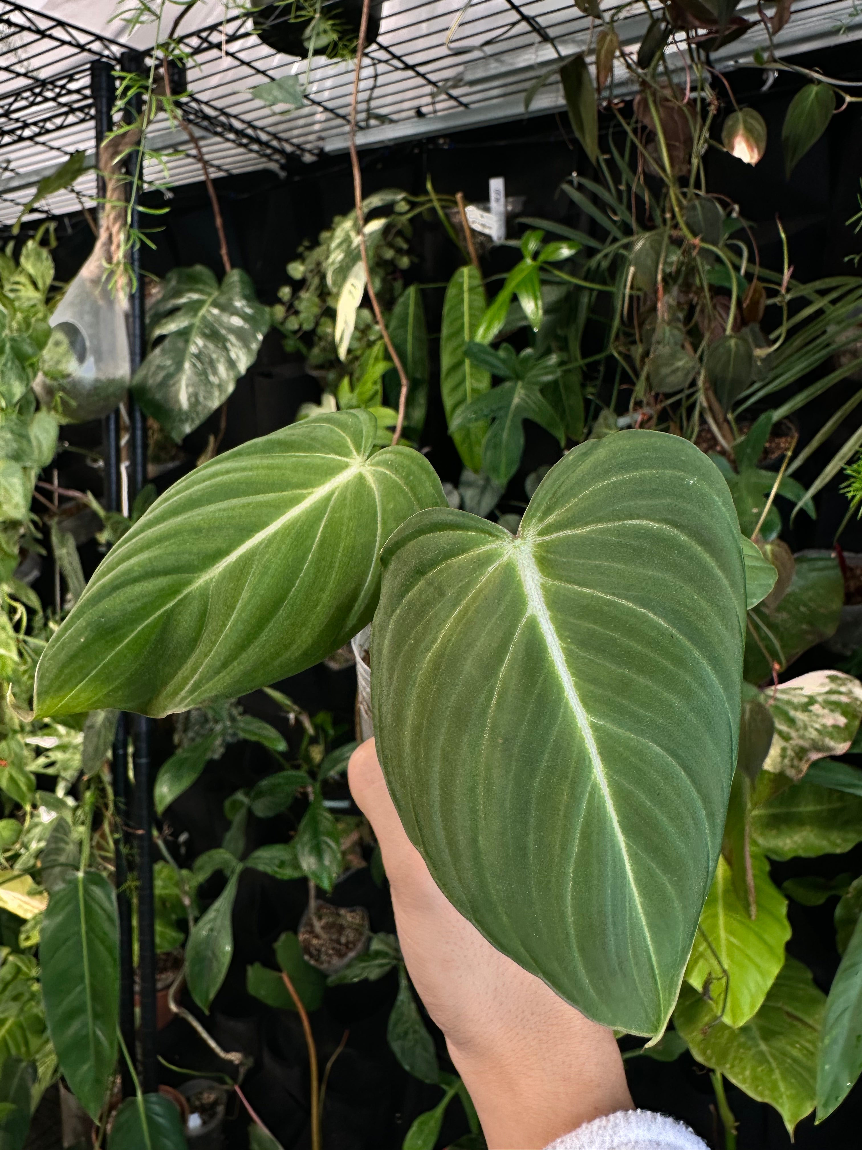 Philodendron glorious – Leafy Soulmates