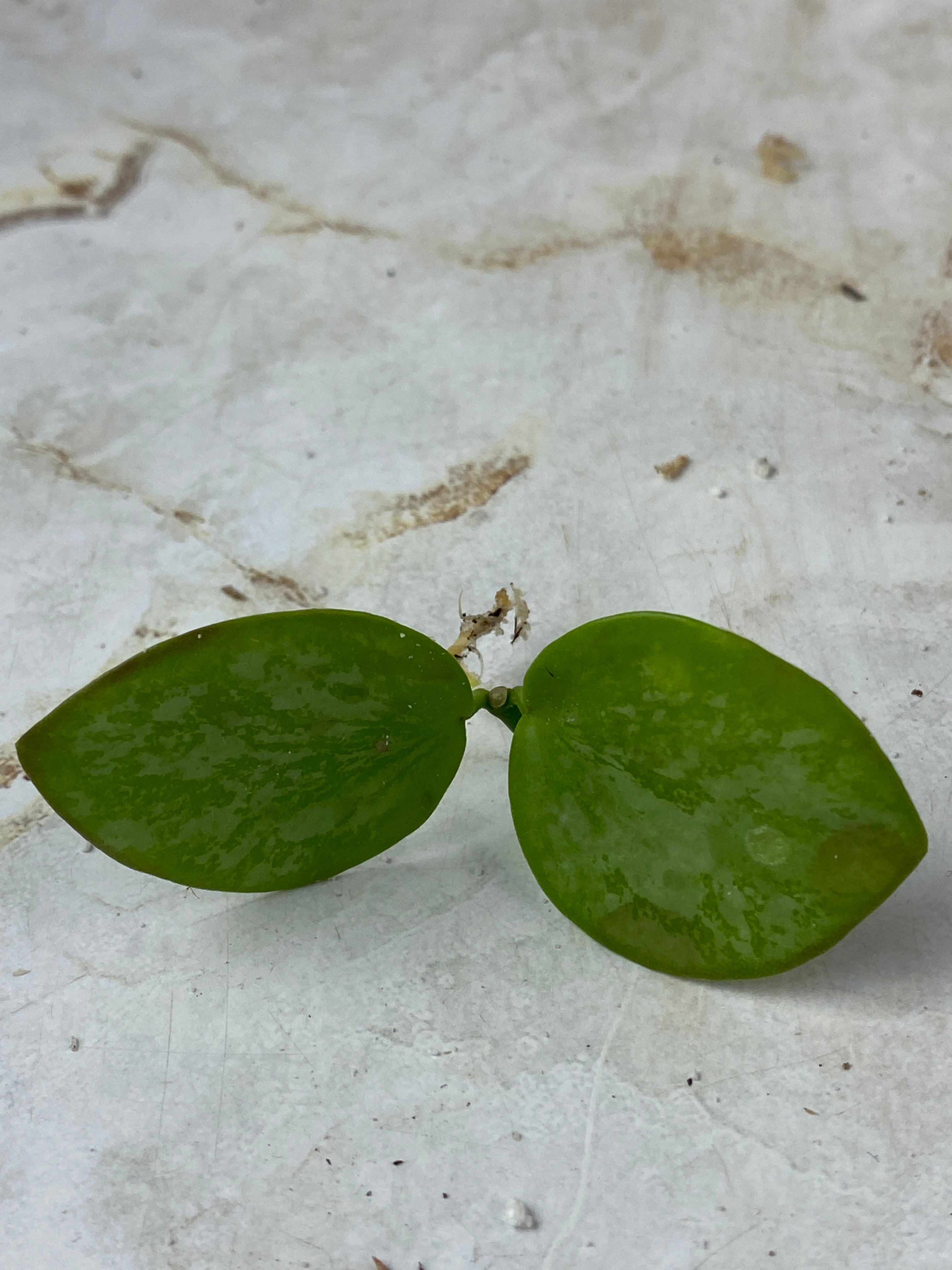 Not for sale: Hoya biakensis super splash rooting cutting