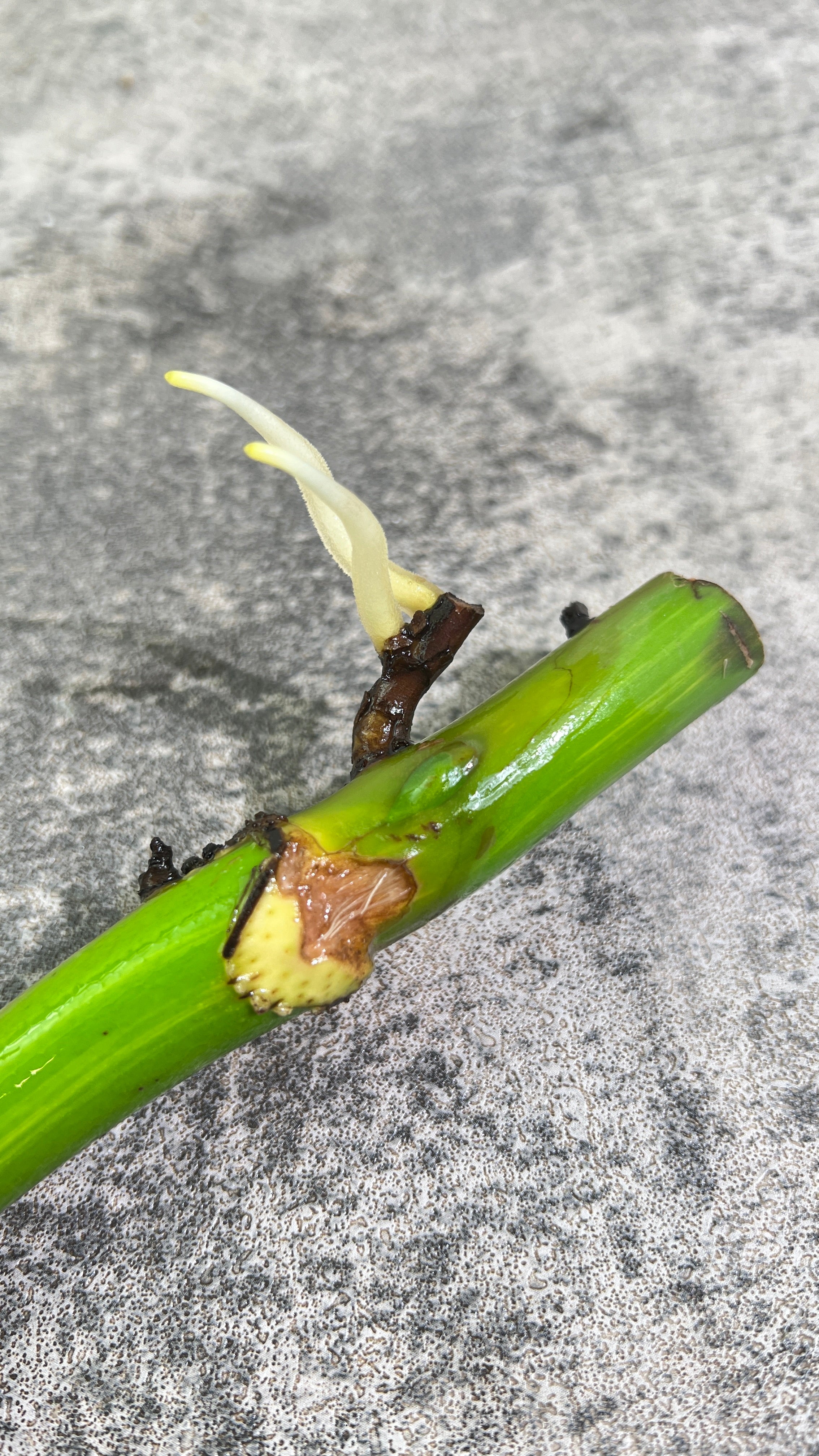 Monstera aurea rooting big node with 1 active bud