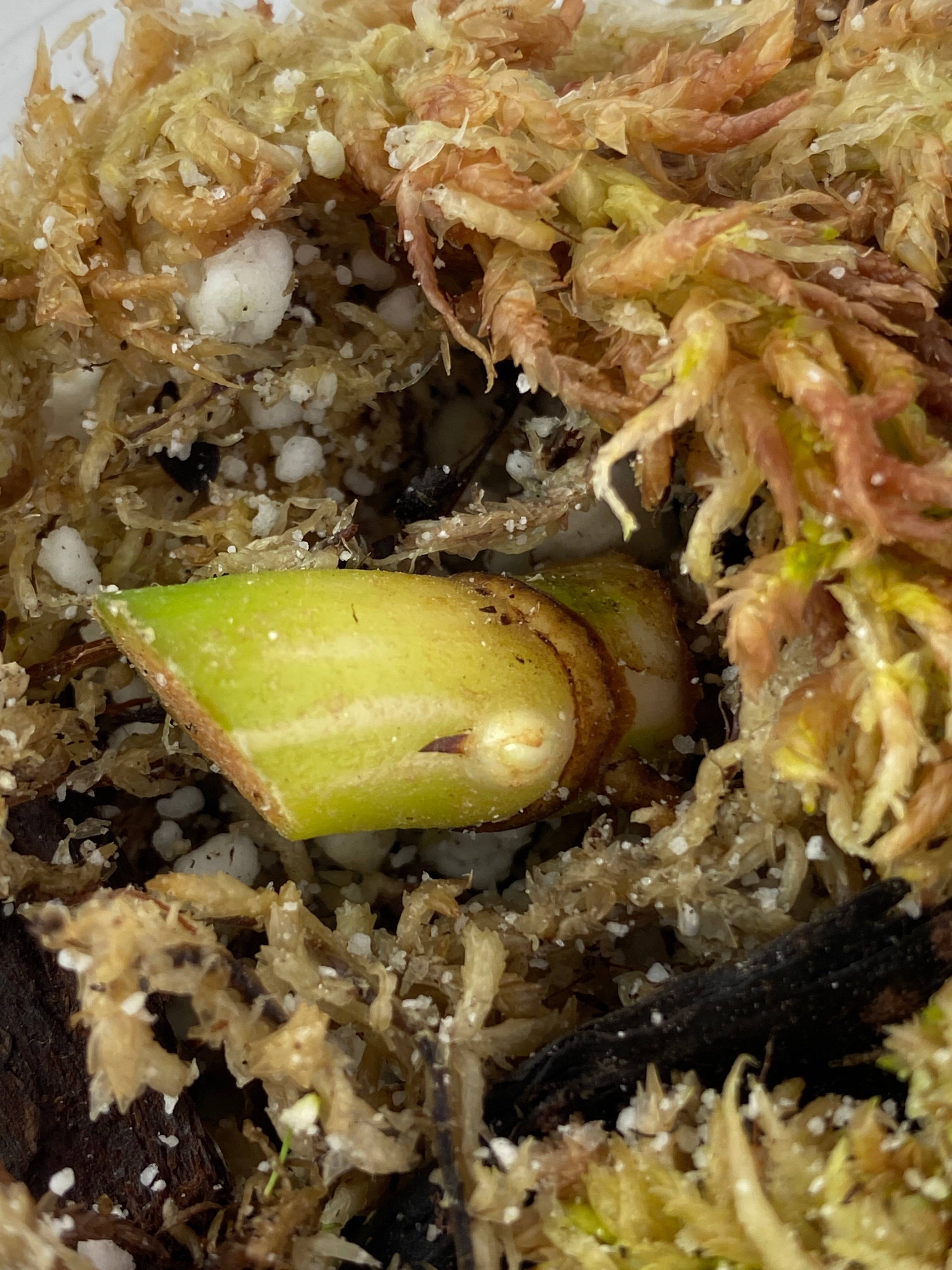 Philodendron white princess slightly Rooted node