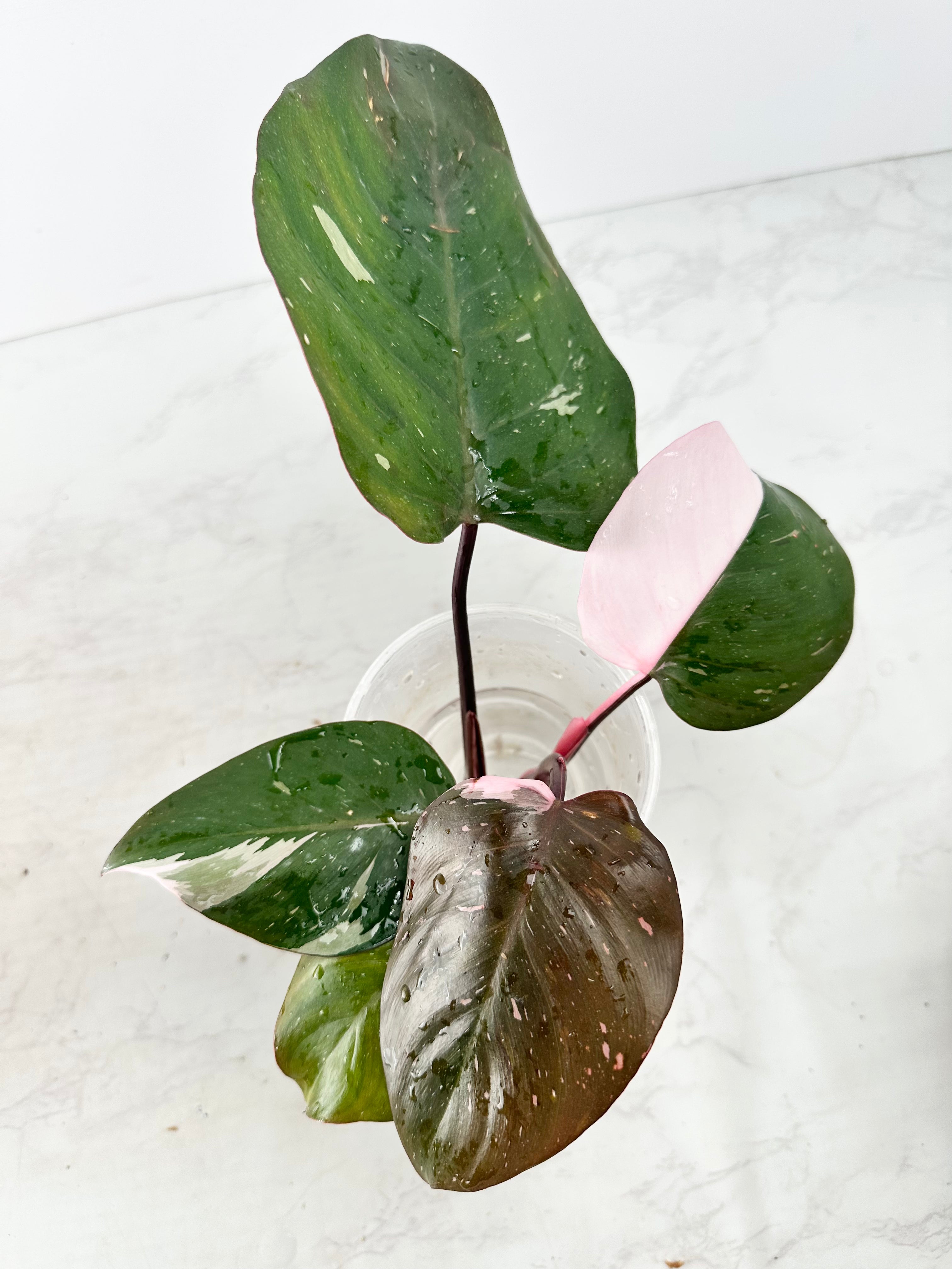 Philodendron red Anderson rooting 1 leaf