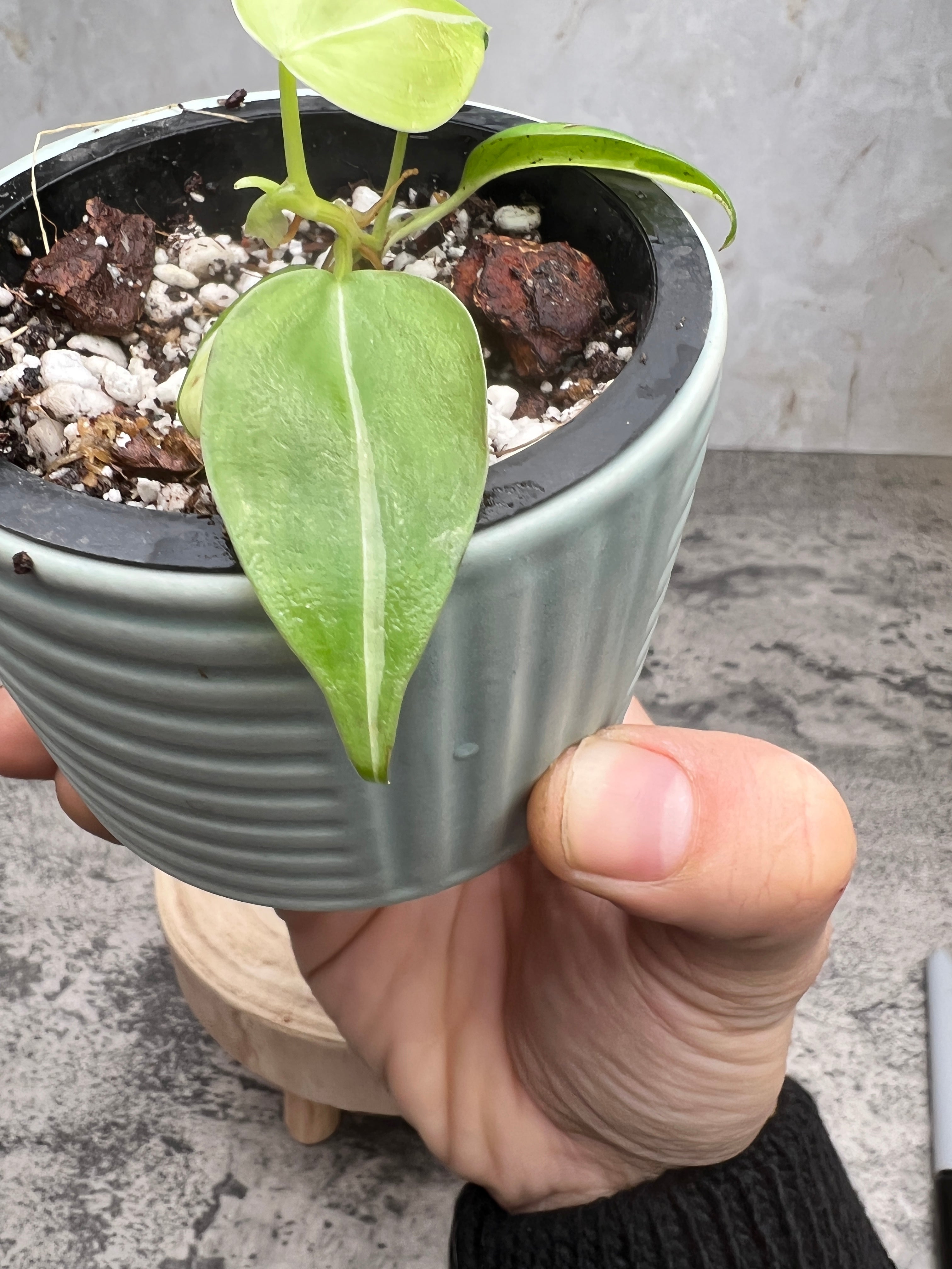 philodendron cream splash slightly rooted 5 leaves 1 sprout