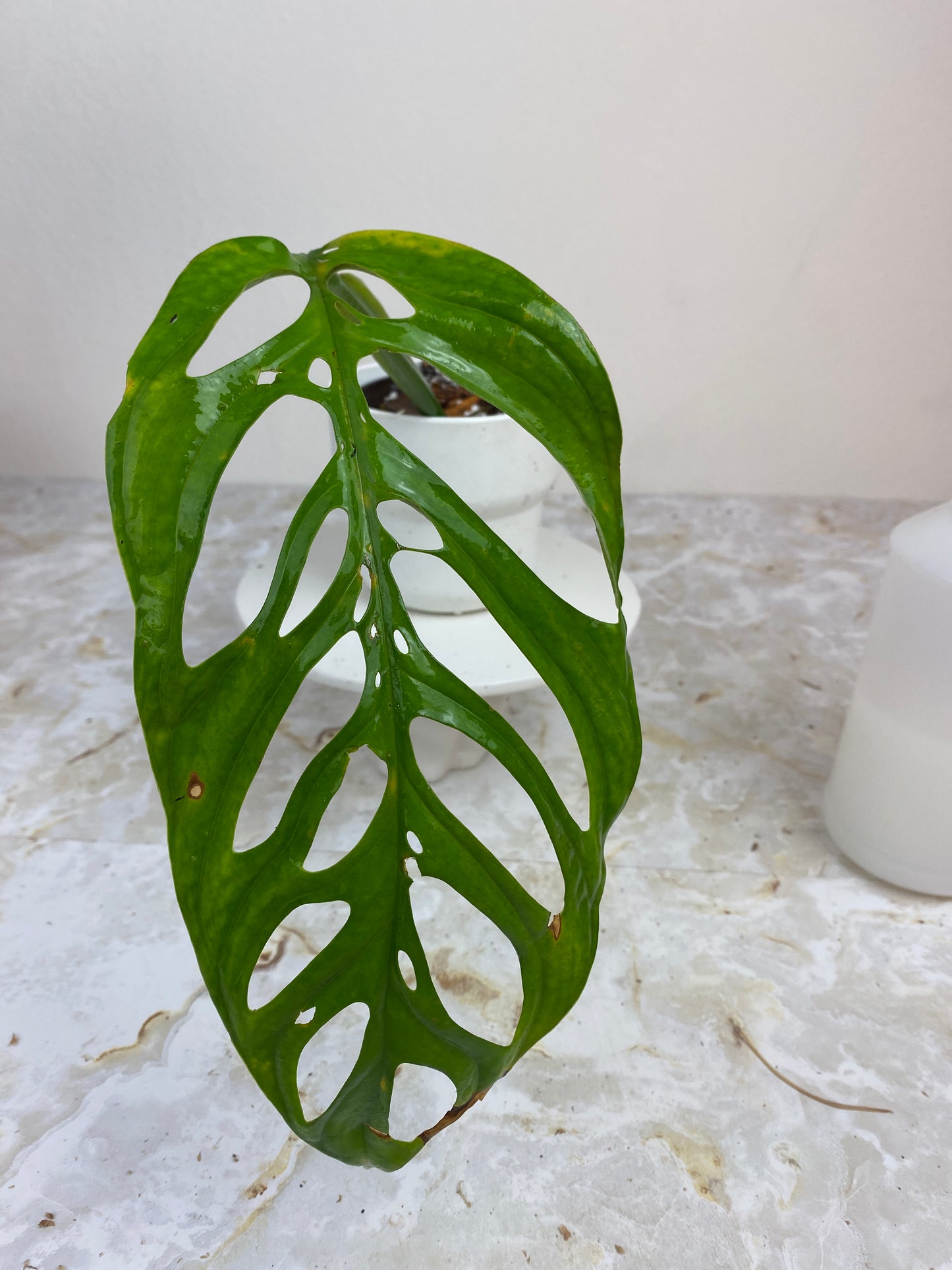 Private sale: monstera esqueleto rooted