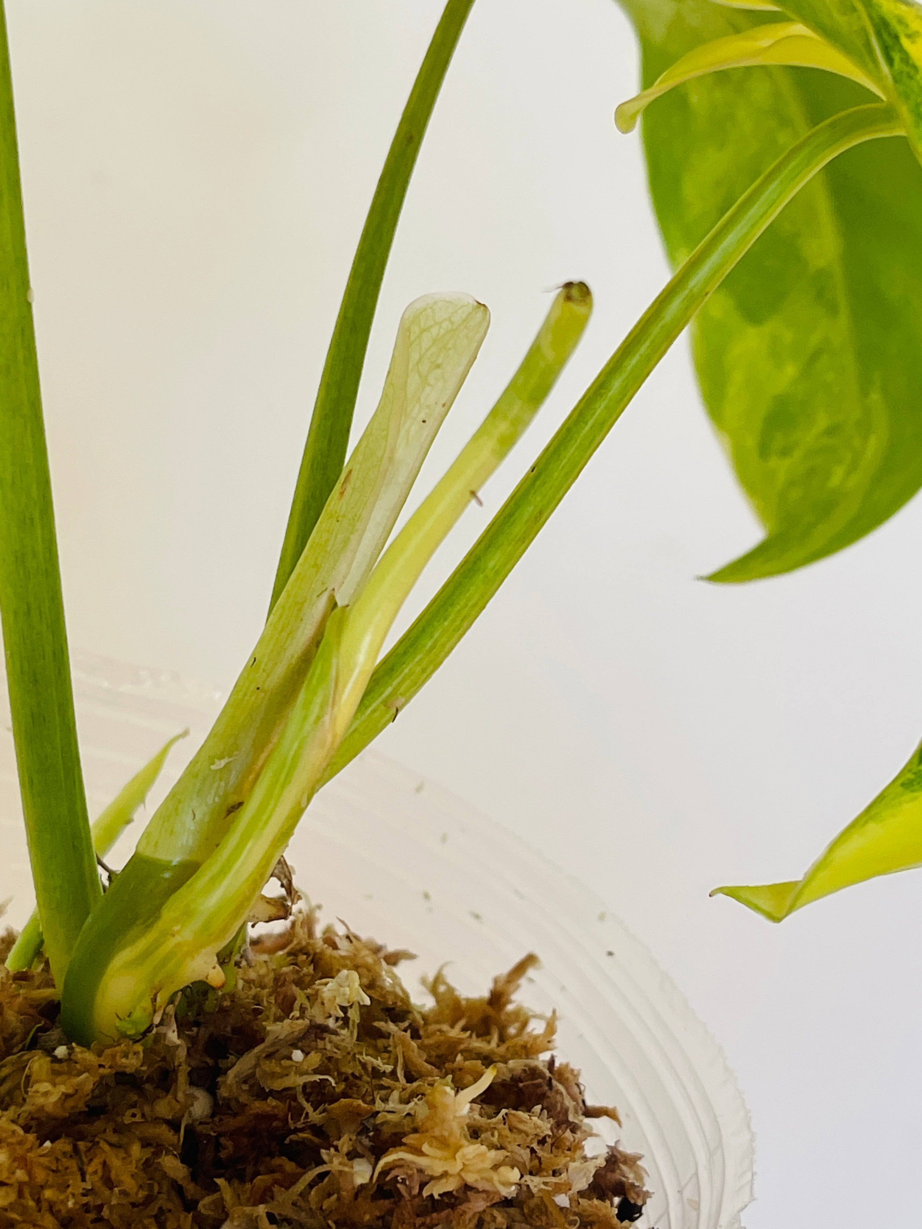 Philodendron Burle Marx Variegated 5 leaves and 4 new leaves in furling