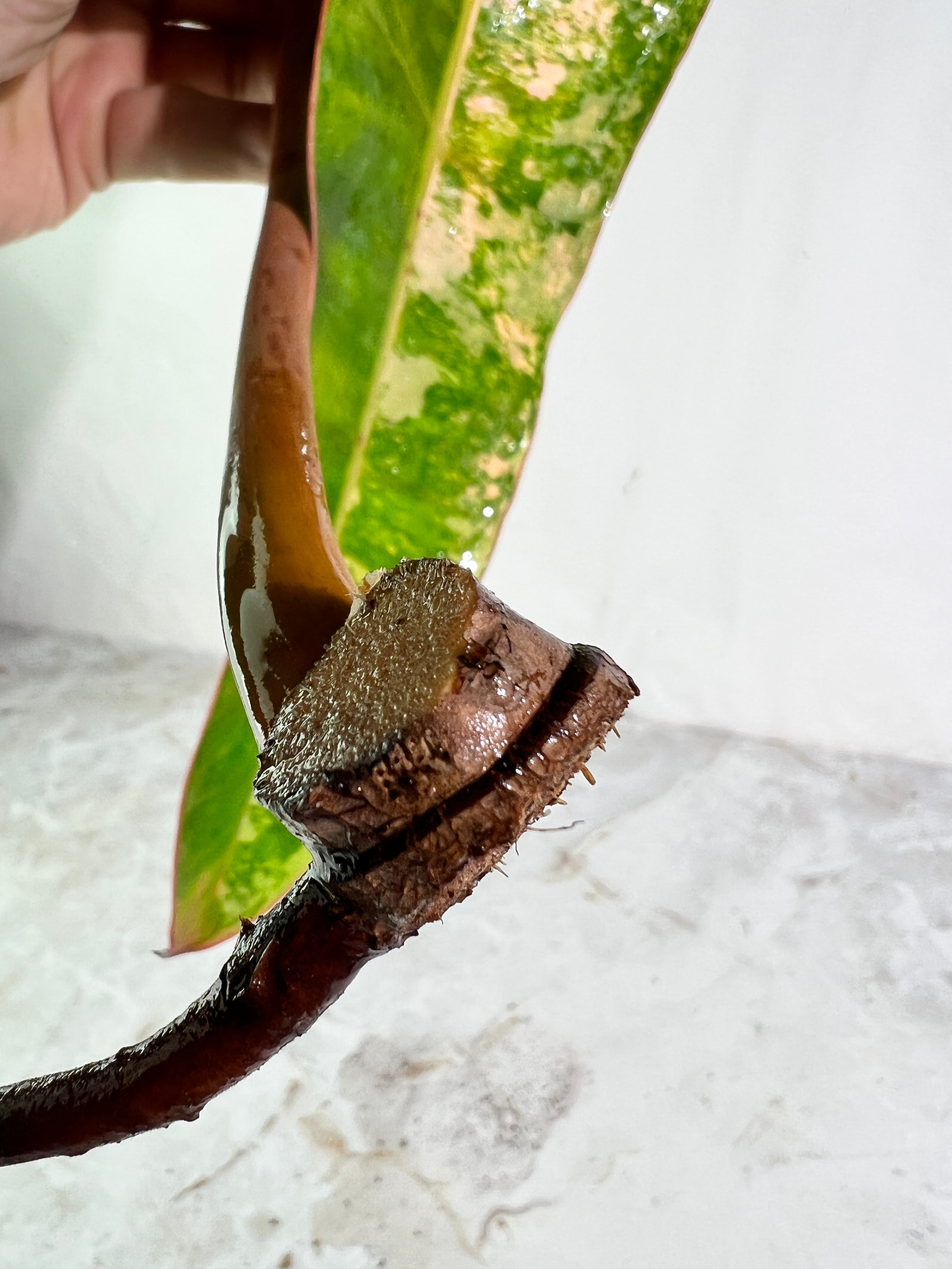 Philodendron Billietiae variegated unrooted cutting highly Variegated