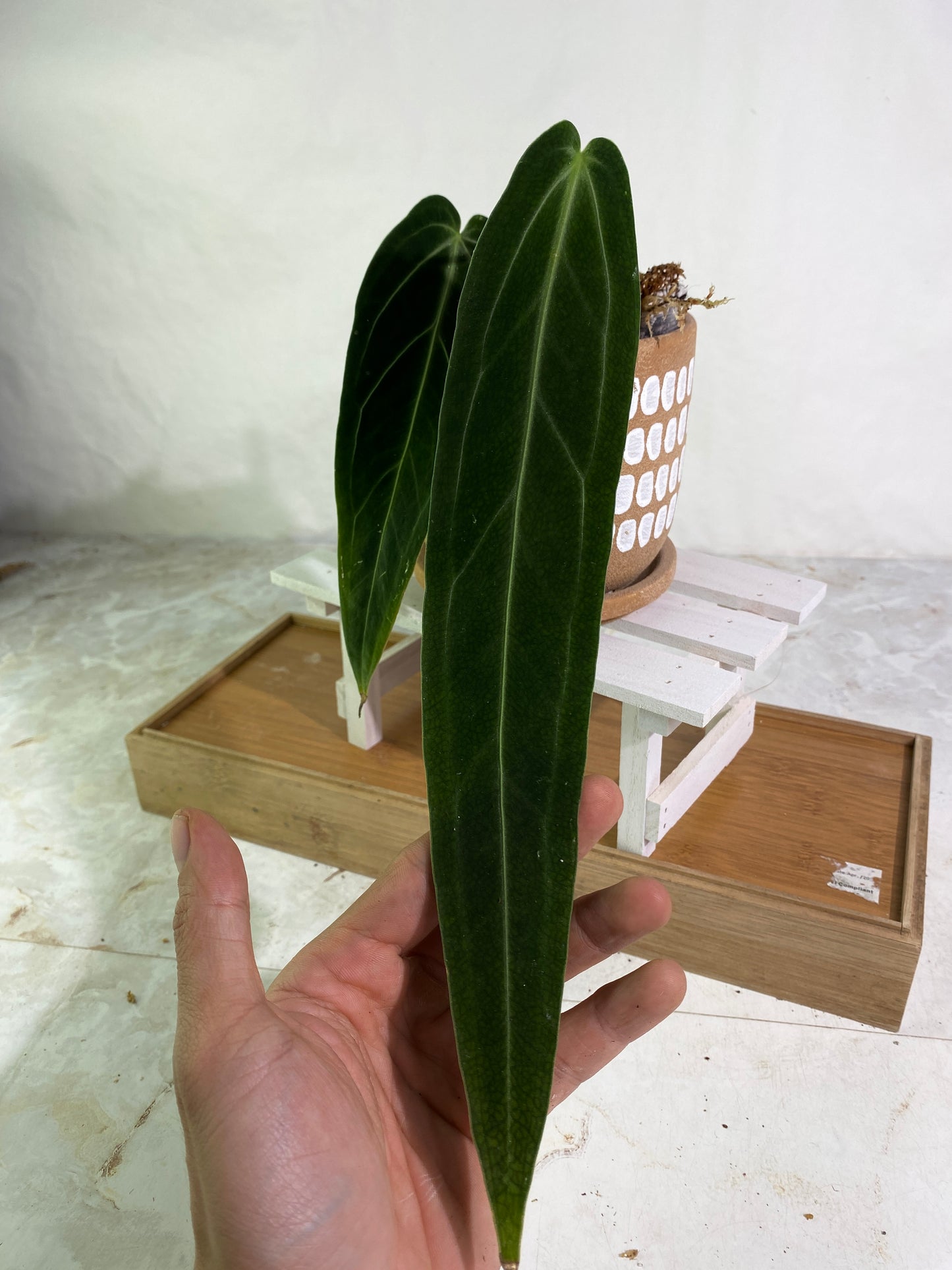 Anthurium warocqueanum dark and narrow form