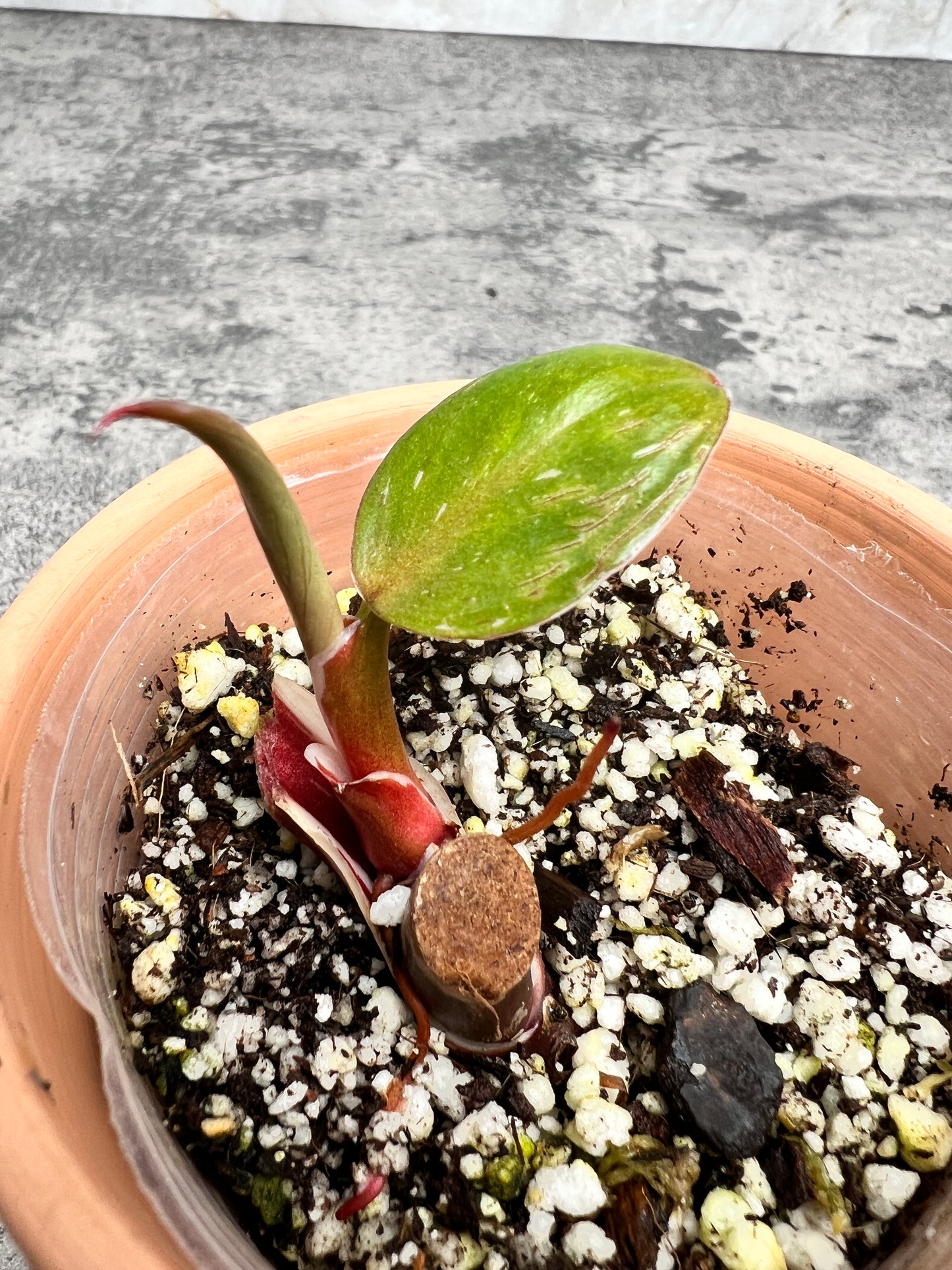 Philodendron white knight tricolor rooted 1 leaf 1 sprout