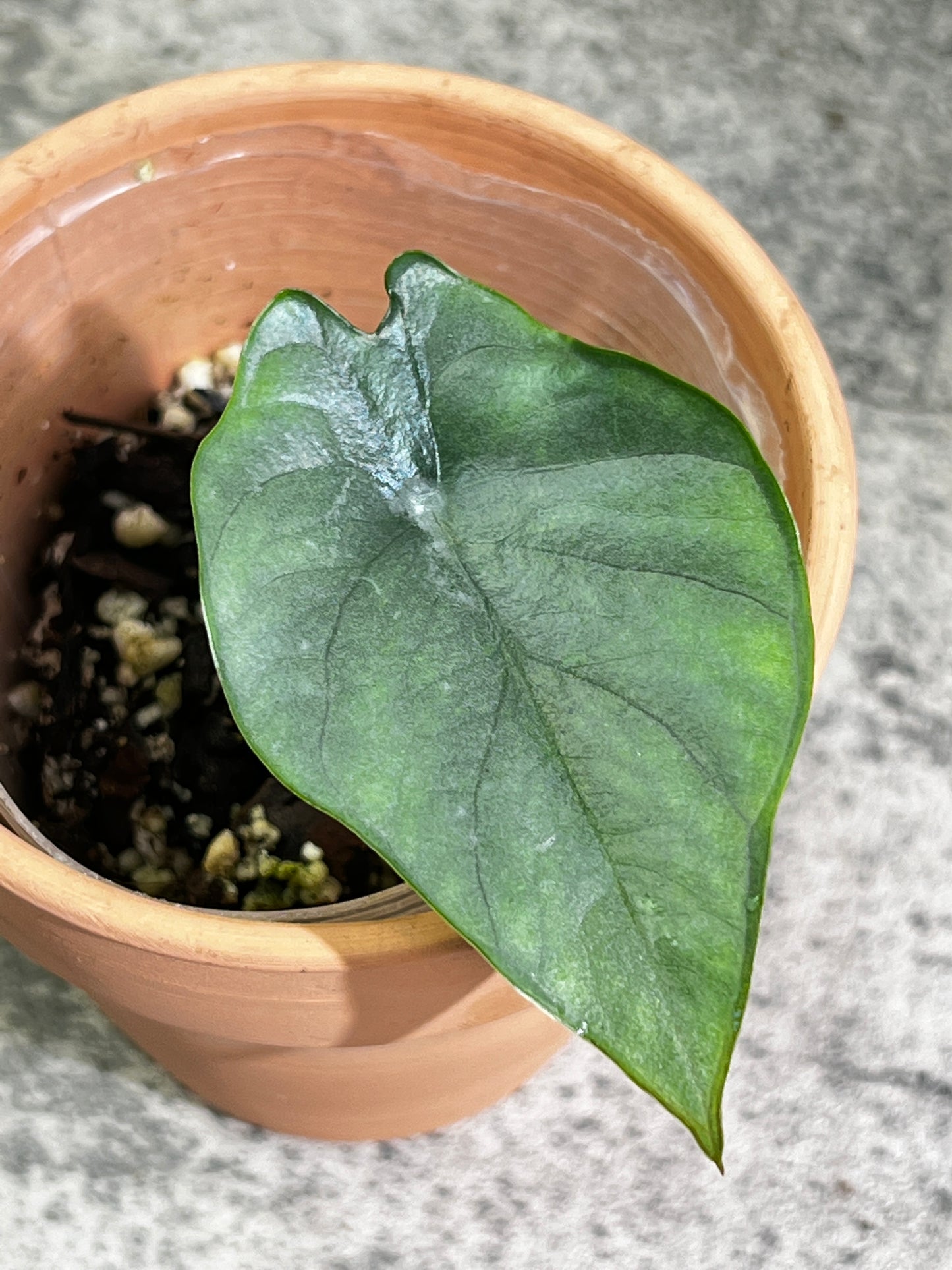 alocasia nebula imperialis rooted 1 leaf 1 sprout