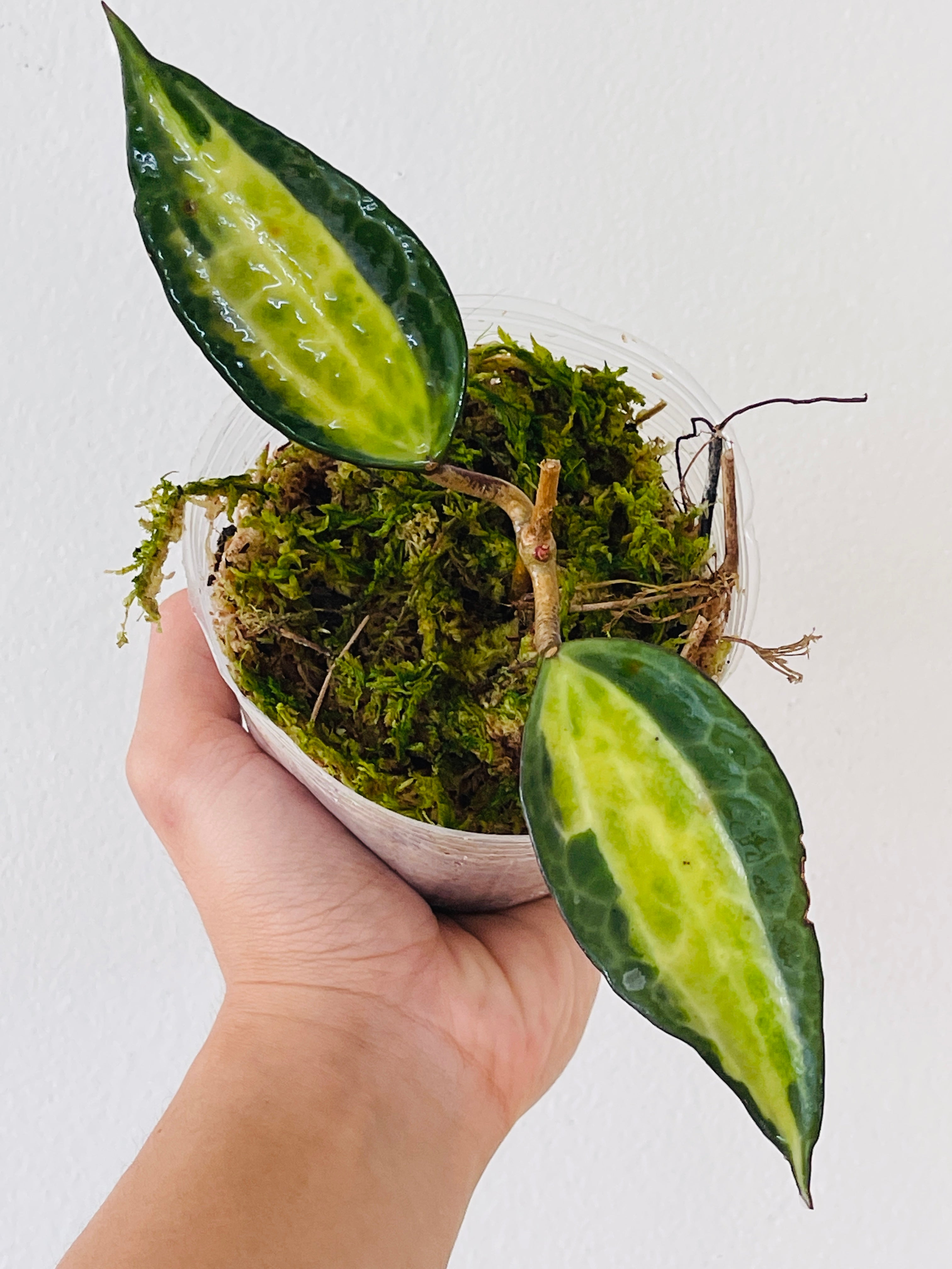 Private Sale: Hoya Macrophylla Pot of gold