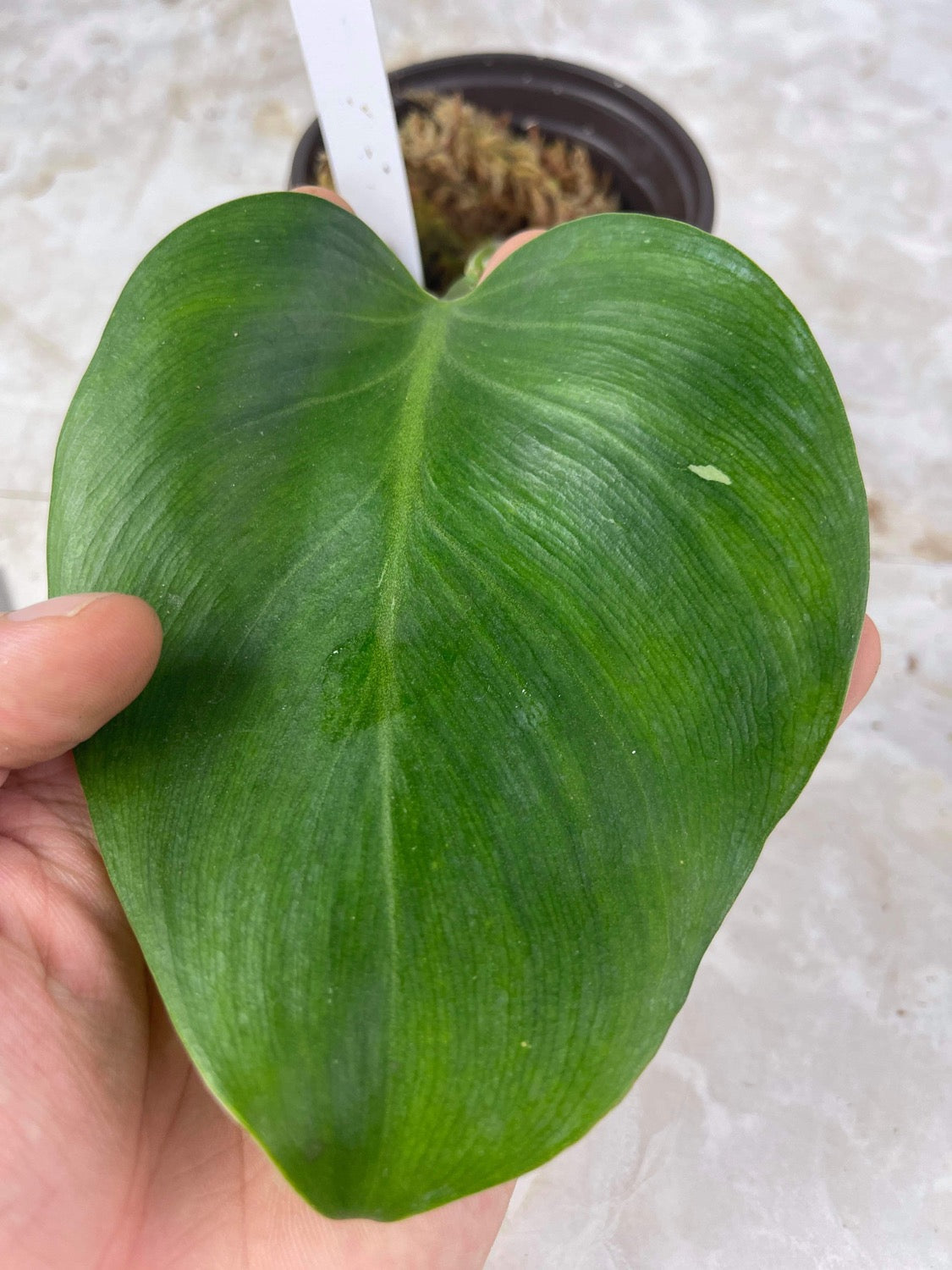 Philodendron white wizard slightly rooted