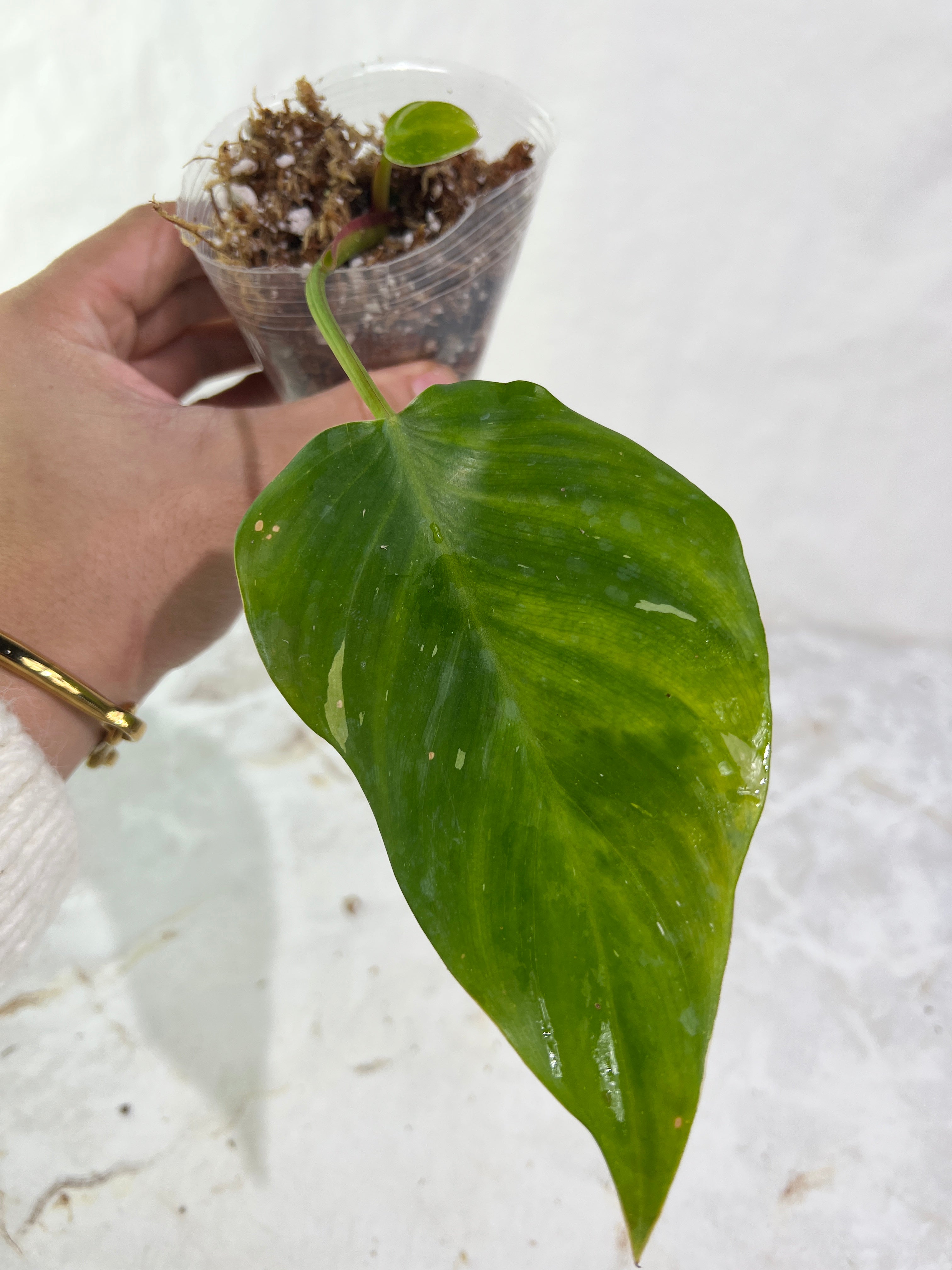 Philodendron white princess slightly rooted 2 leaves  1 sprout