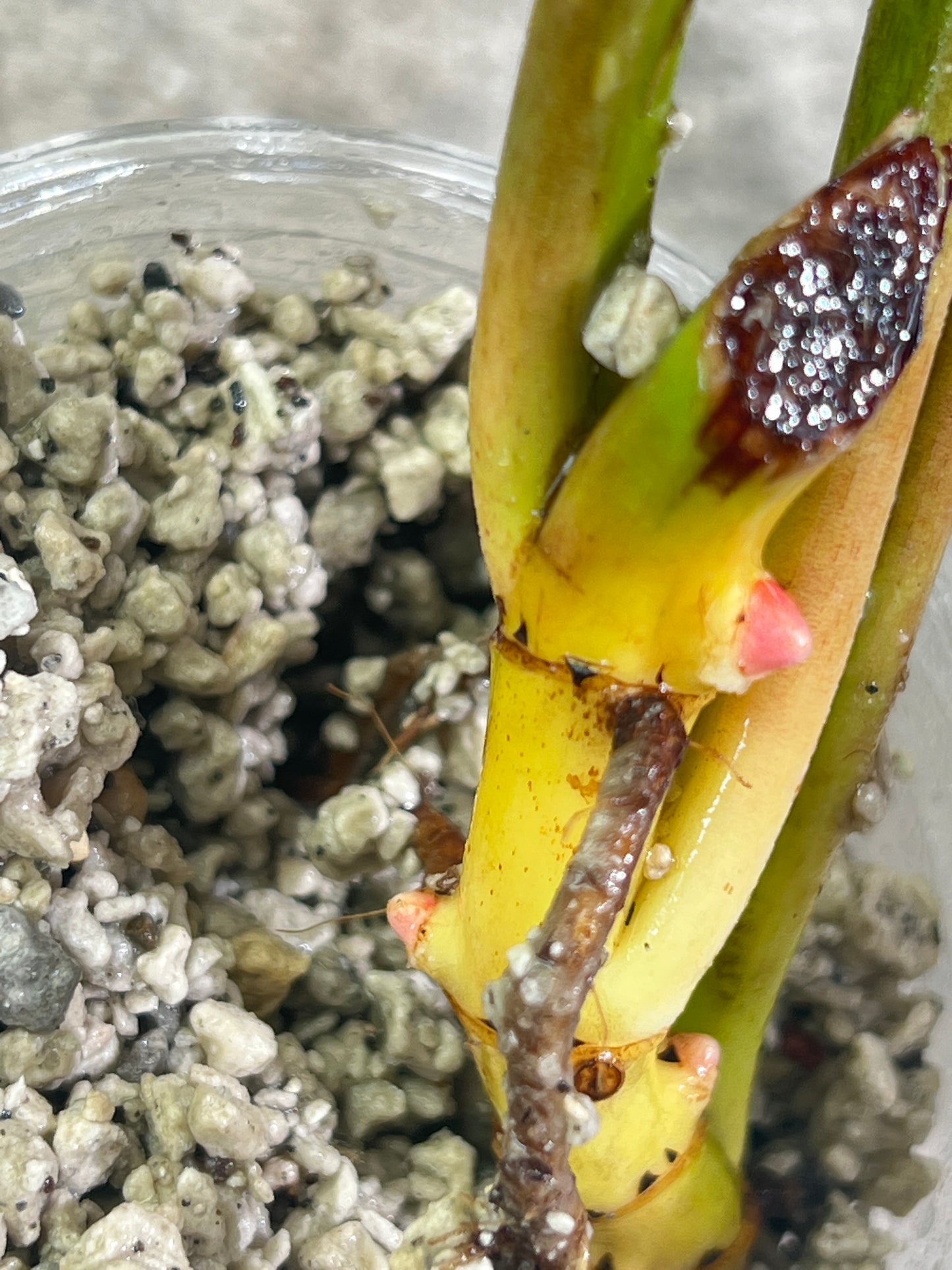 Philodendron snowdrifts slightly rooted 3 big leaves 4 sprouts
