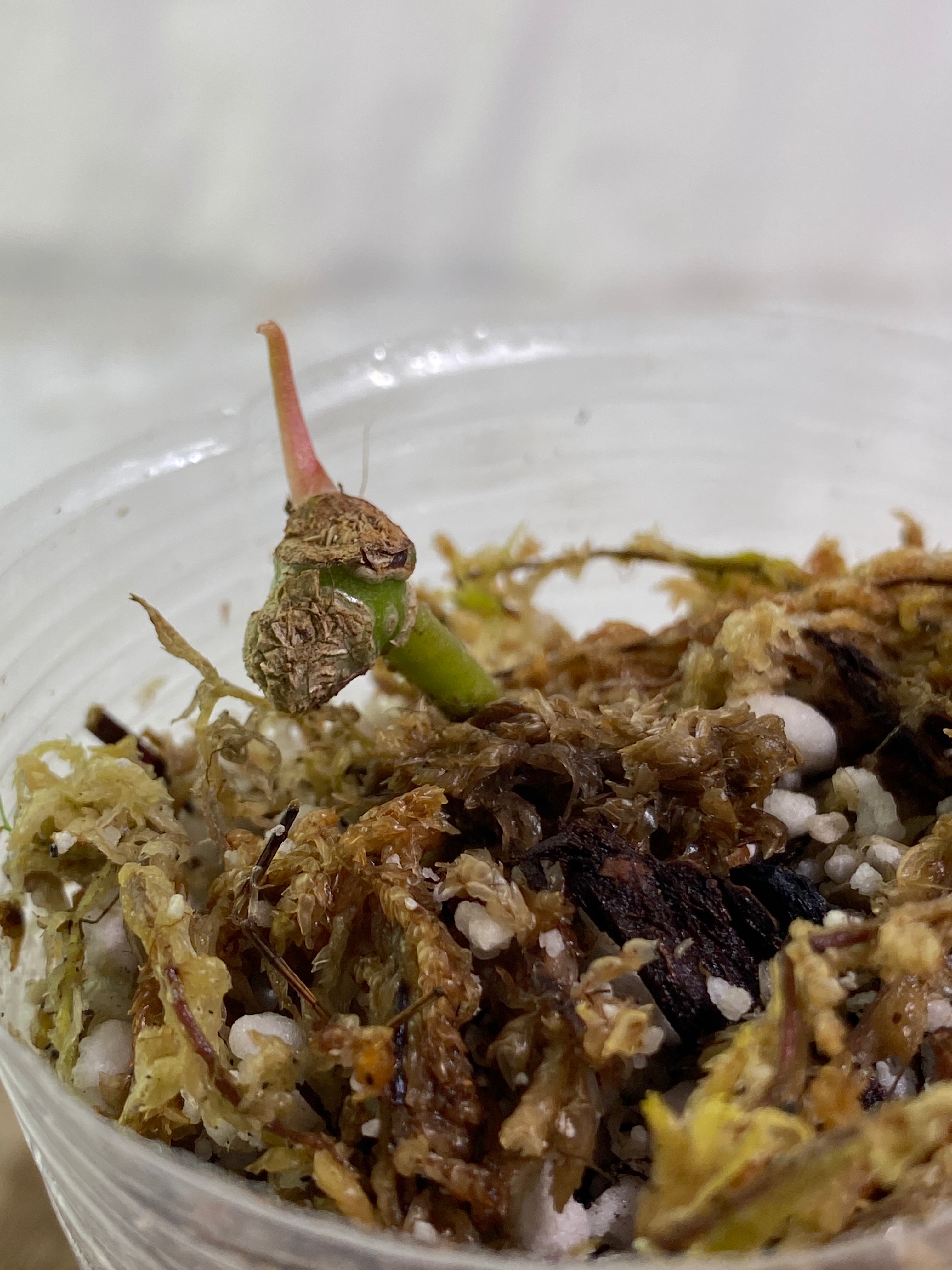 Anthurium papillilaminum rooted node 1 sprout