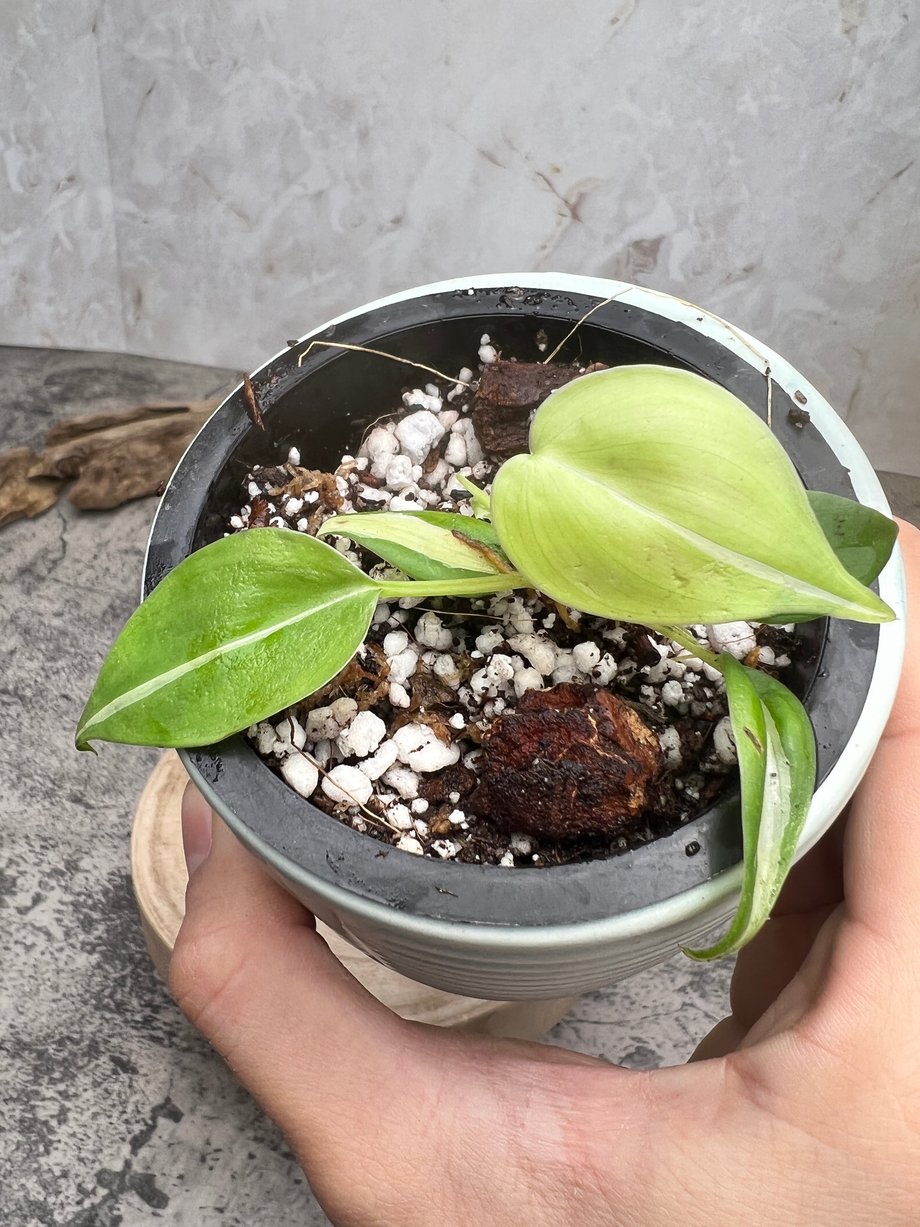 philodendron cream splash slightly rooted 5 leaves 1 sprout