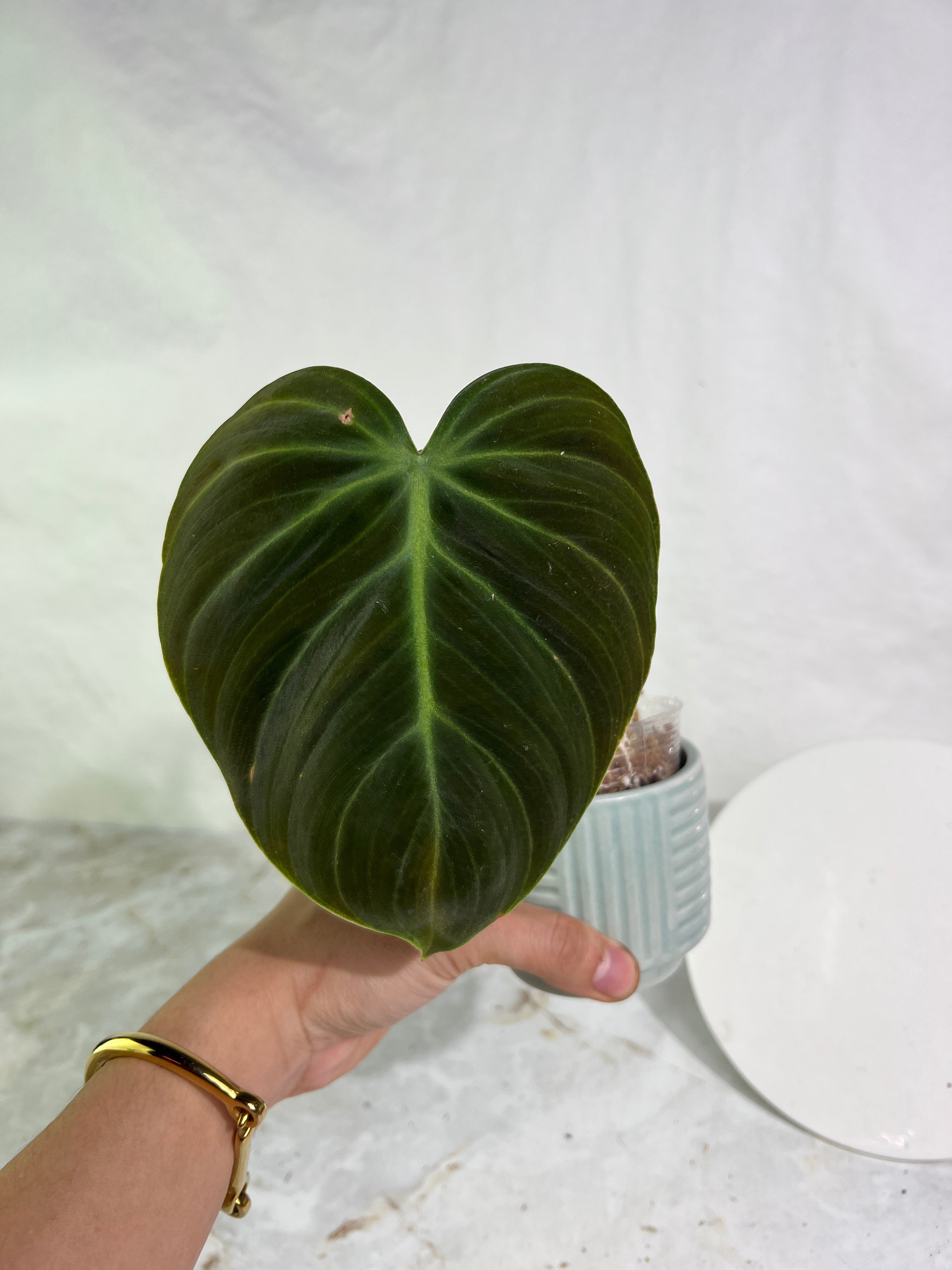 Philodendron el choco red rooting 2 leaves top cutting