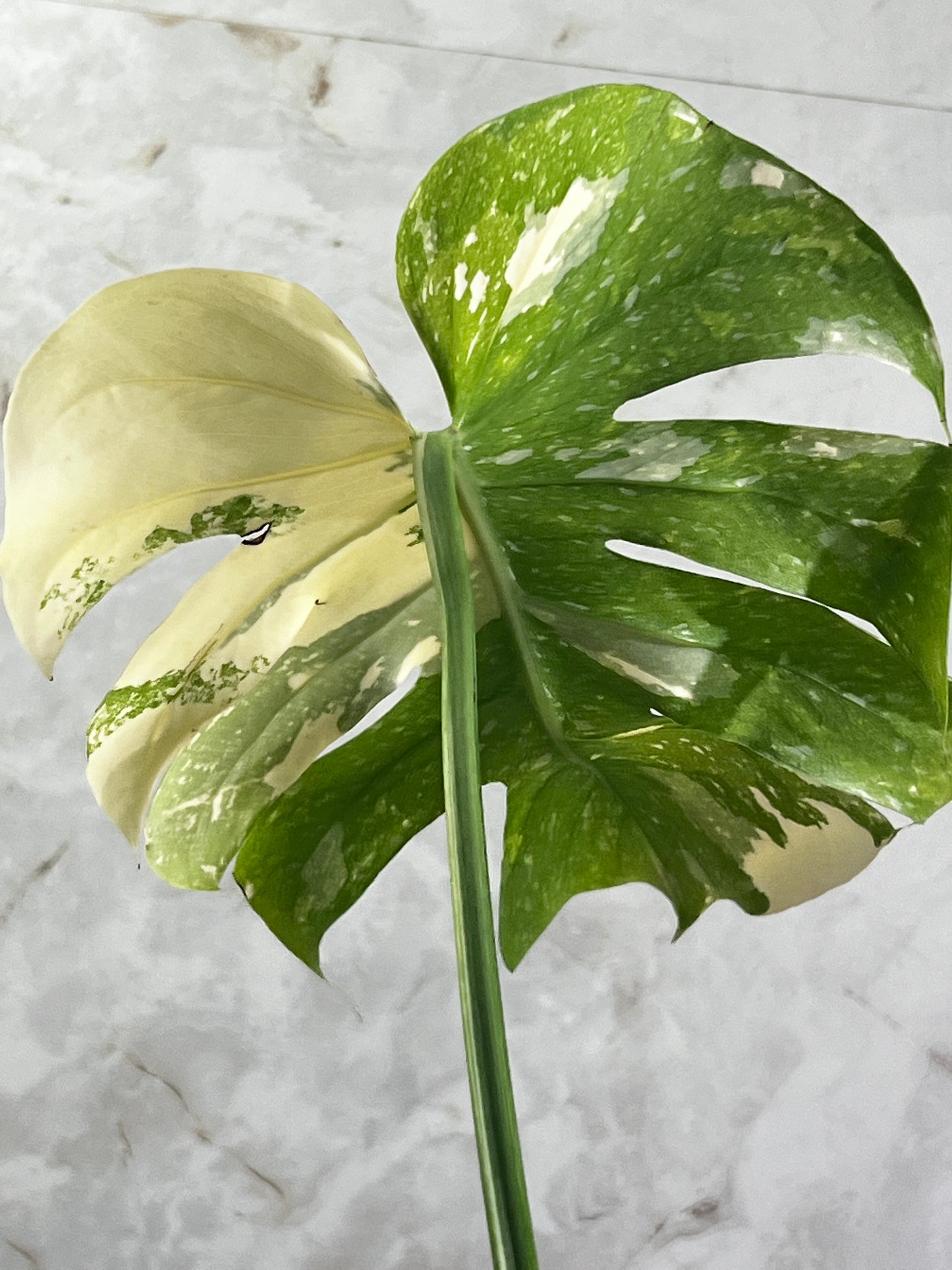 Monstera Thai Constellations rooted 1 leaf top cutting highly Variegated