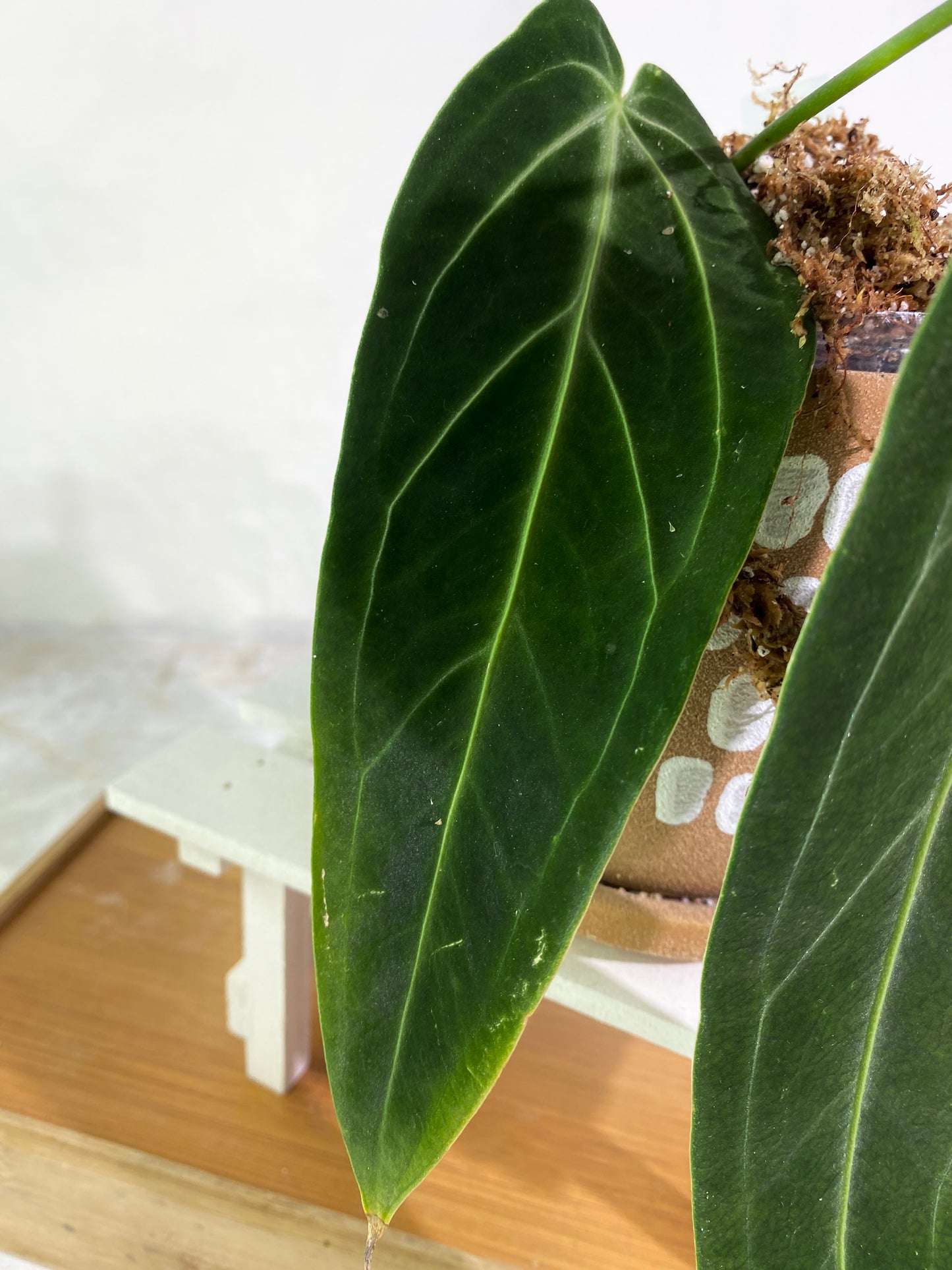 Anthurium warocqueanum dark and narrow form