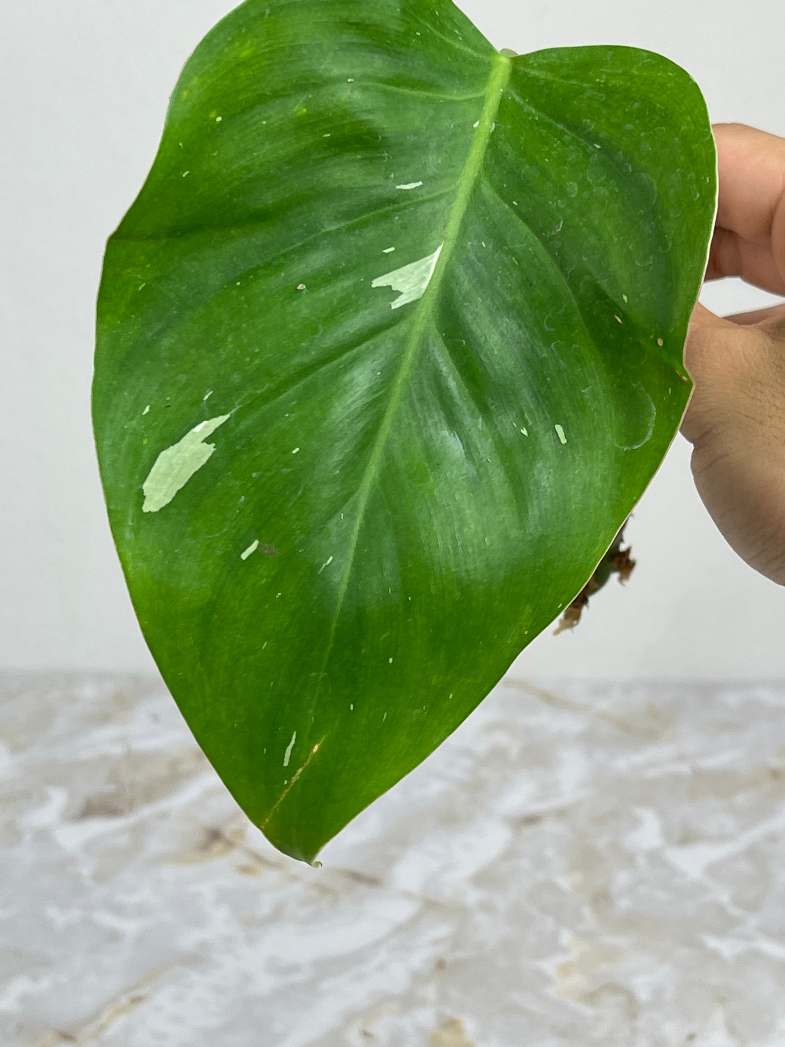 Philodendron White Princess