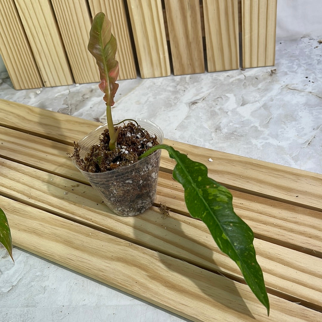 Grower choice: Philodendron ring of fire rooting top cutting 2 leaves 1 sprout