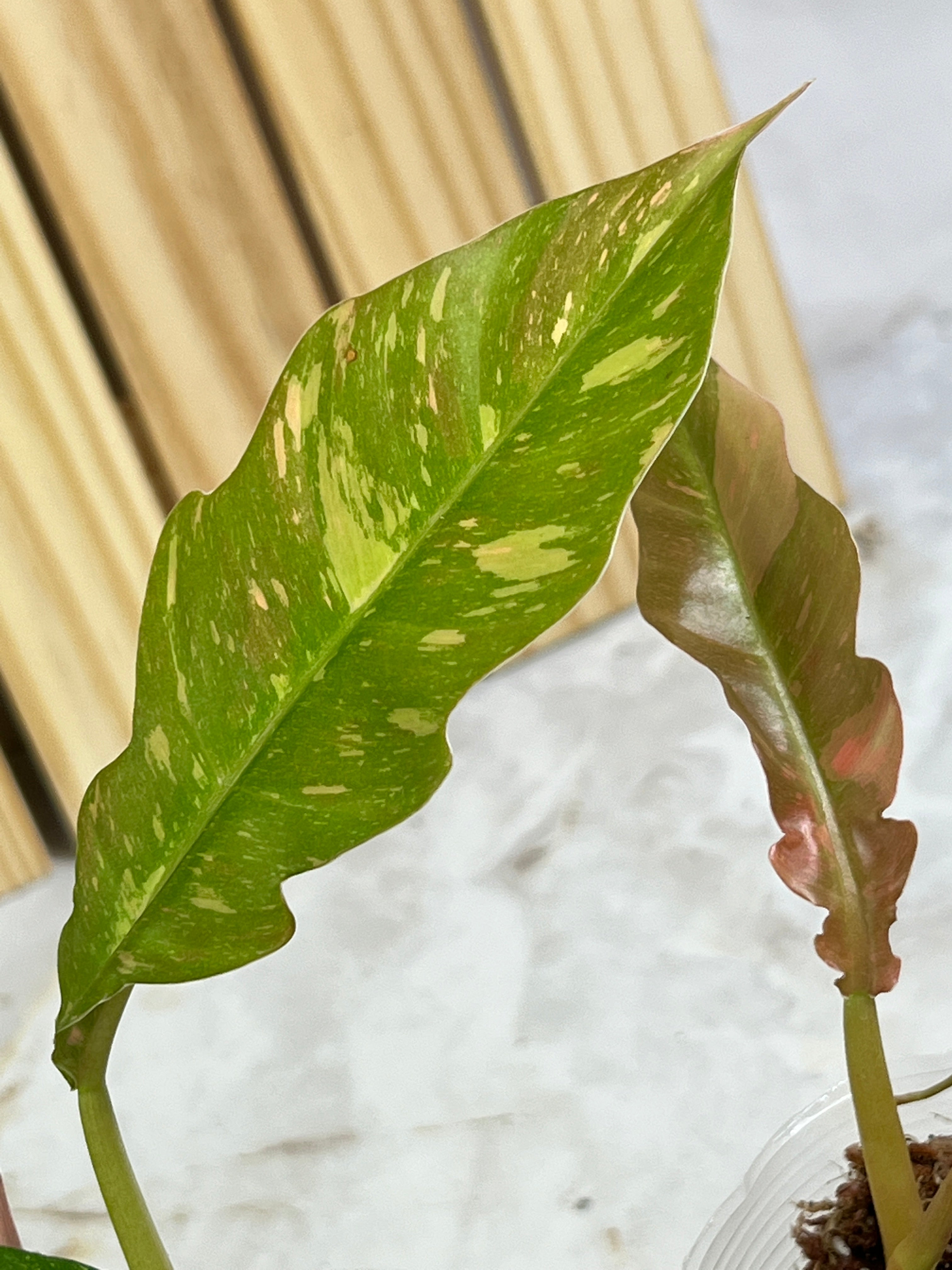 Grower choice: Philodendron ring of fire rooting top cutting 2 leaves 1 sprout