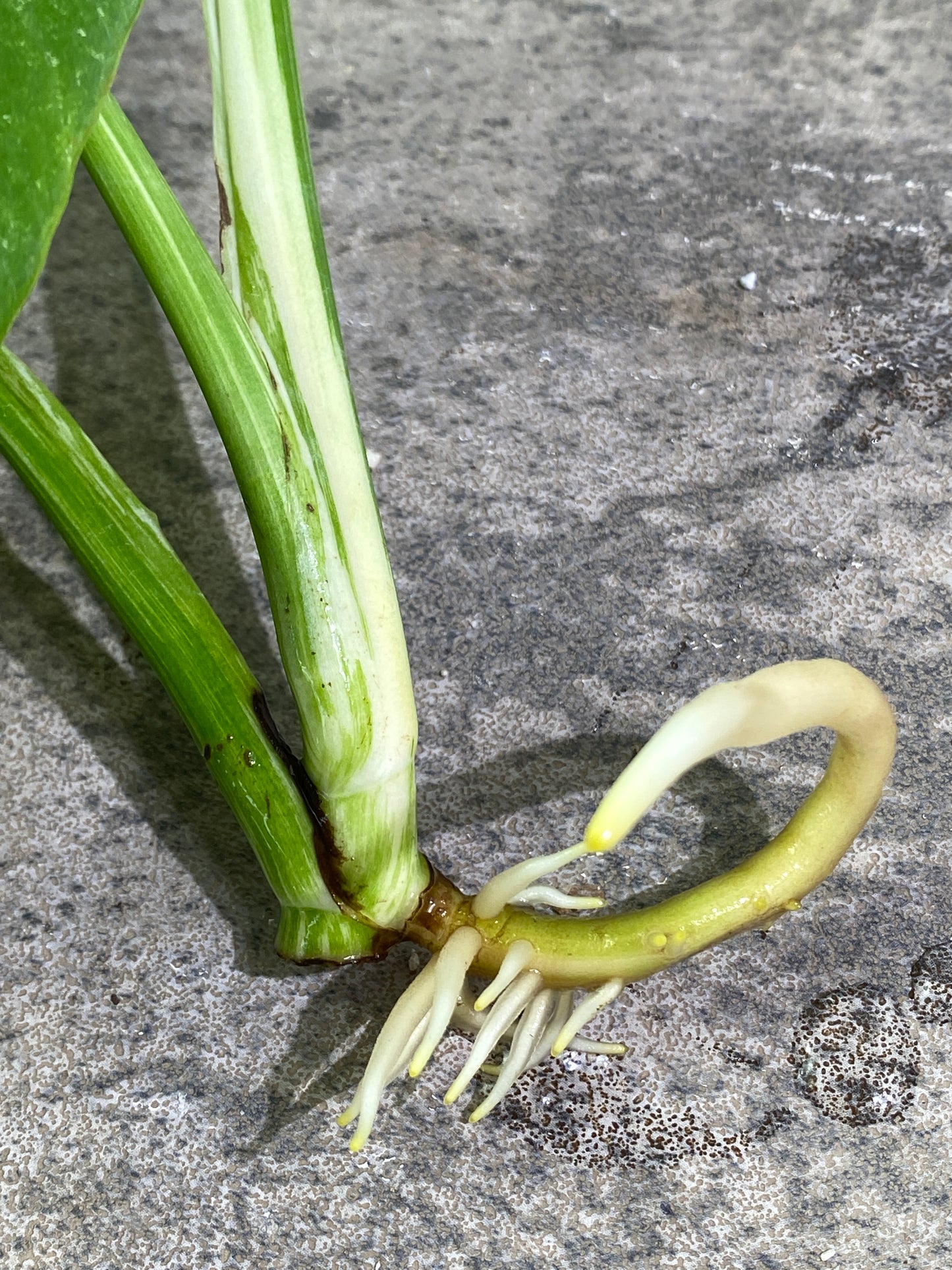 Monstera Albo 3 leaves rooting