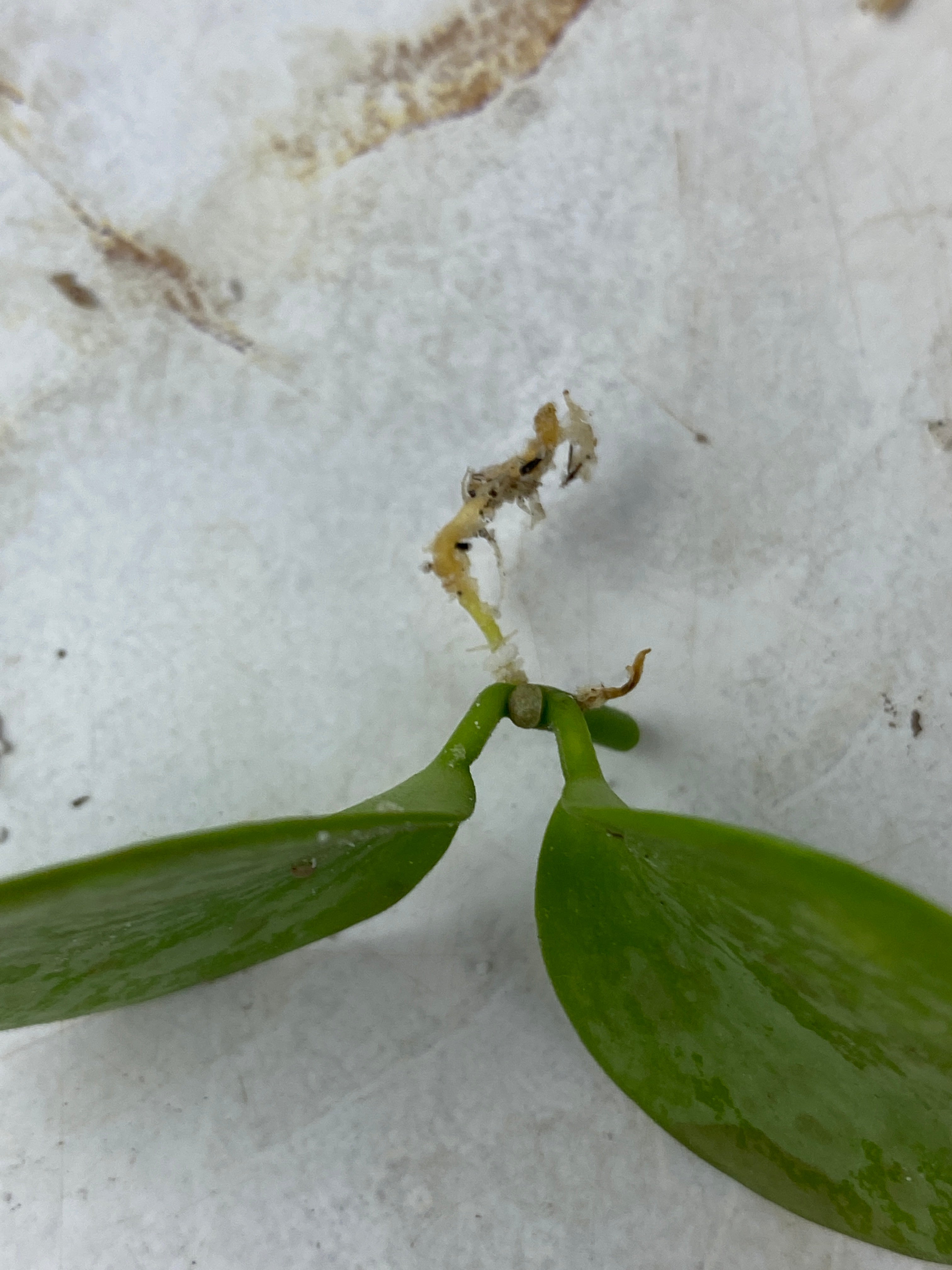 Not for sale: Hoya biakensis super splash rooting cutting