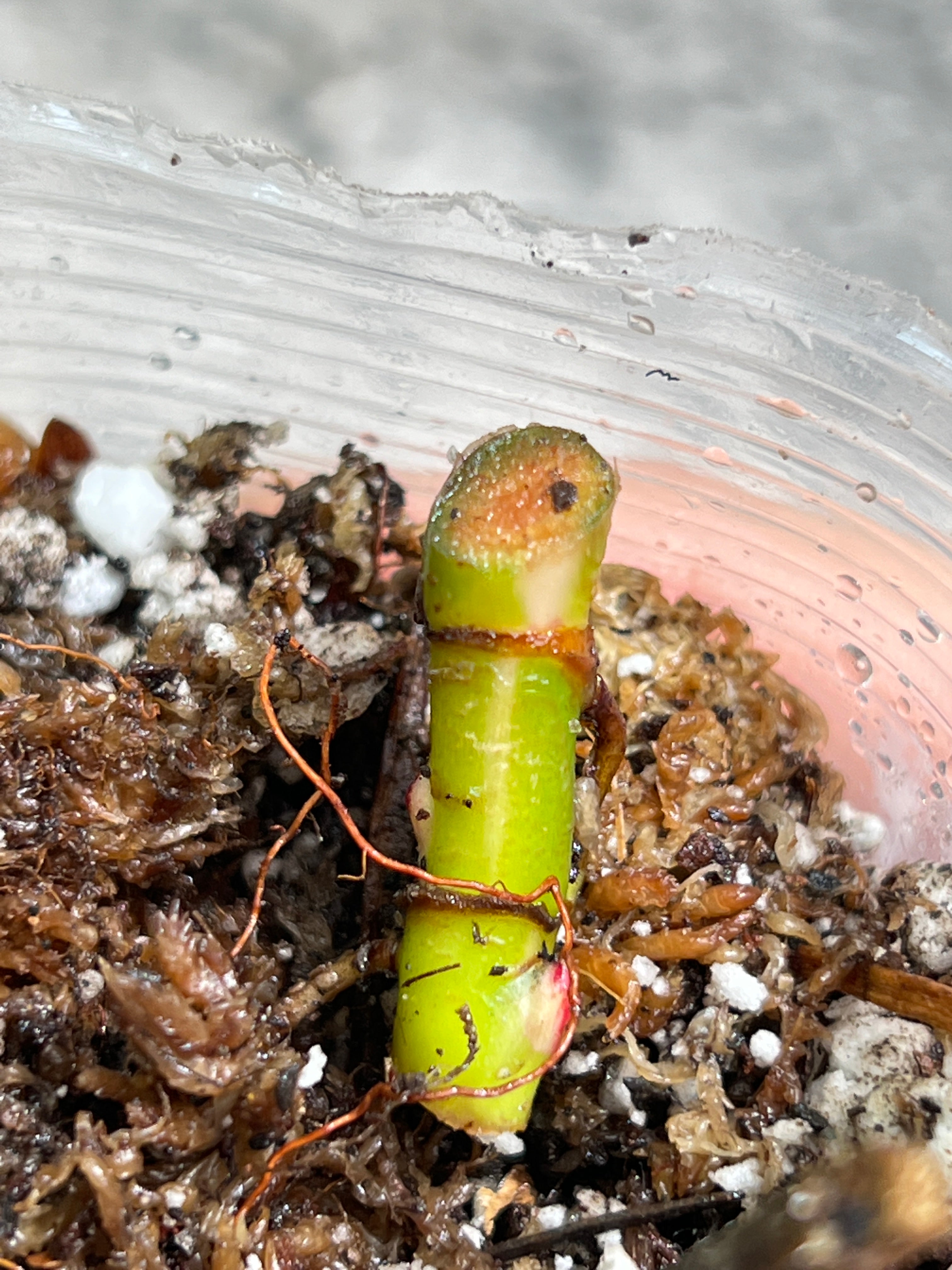 Philodendron white princess rooting node with 3 sprouts from highly Variegated mother plant