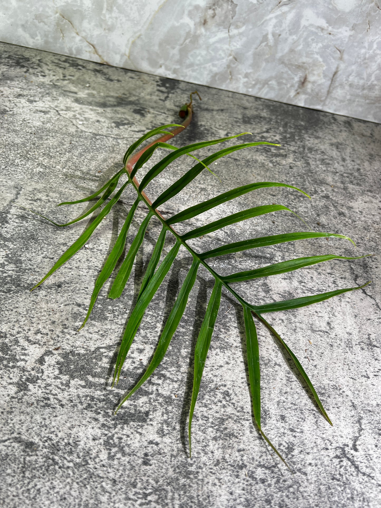 Philodendron Tortum rooting cutting 1 leaf 12” long