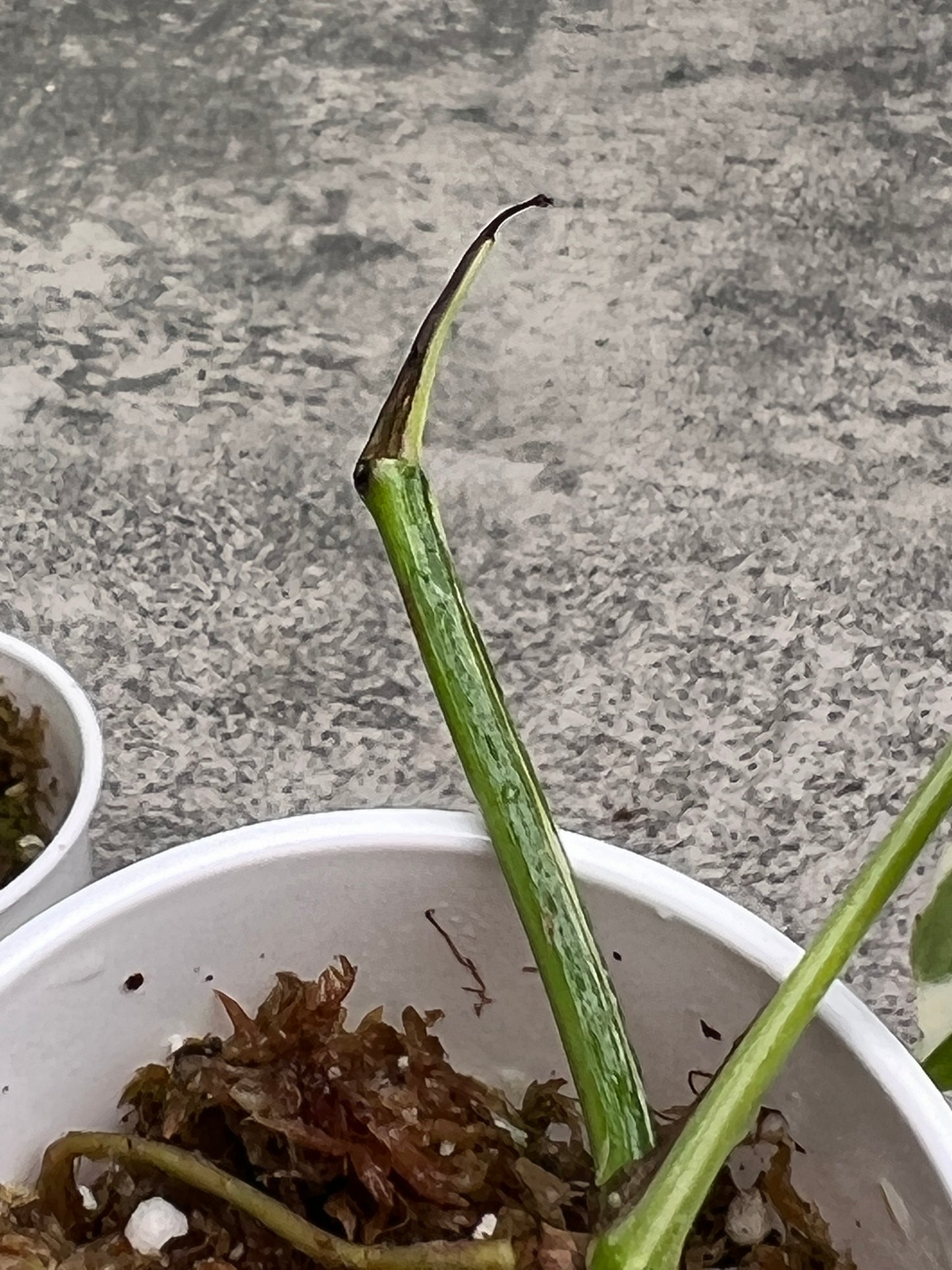 Combo: Set of 2: Epipremnum pinnatum variegated 1 leaf 1  sprout rooted and 1 epipremnum golden flame 1 leaf rooted