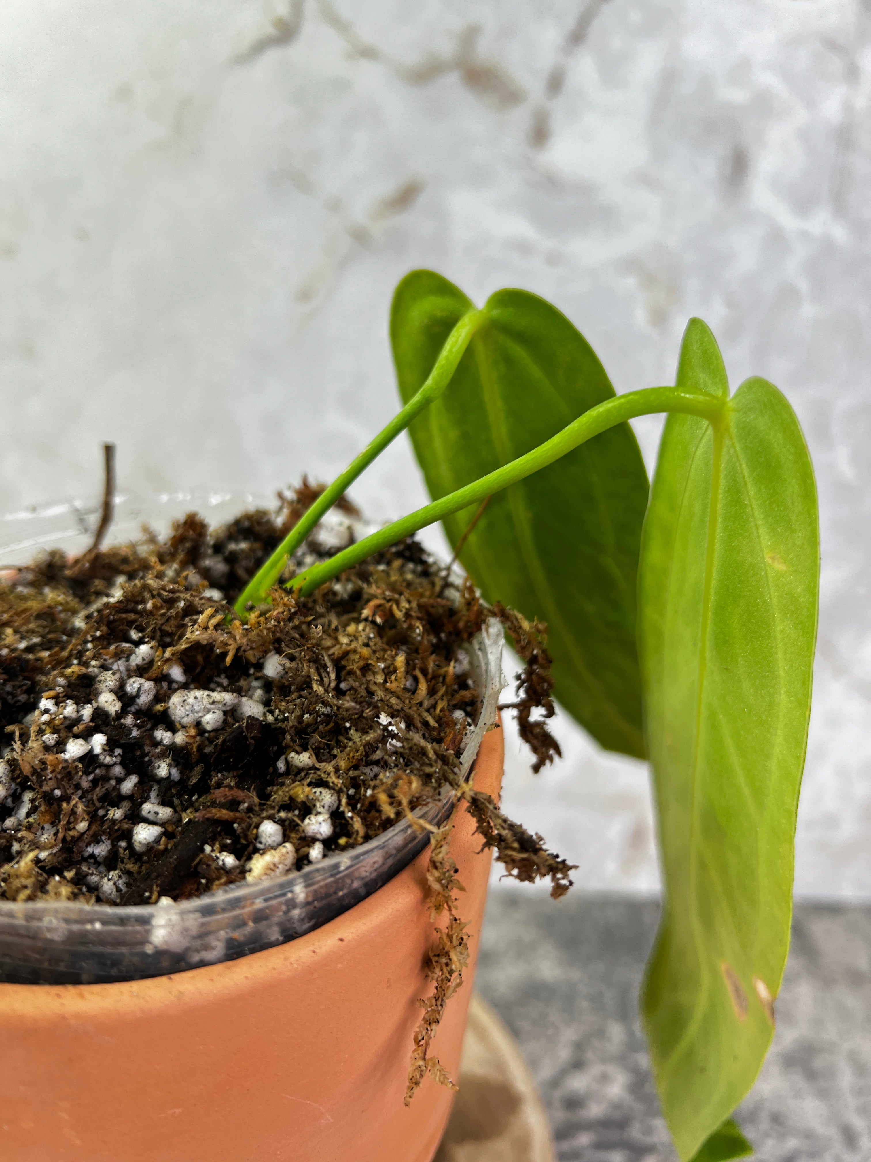 Anthurium Warocqueanum dark and narrow rooted 2 leaves