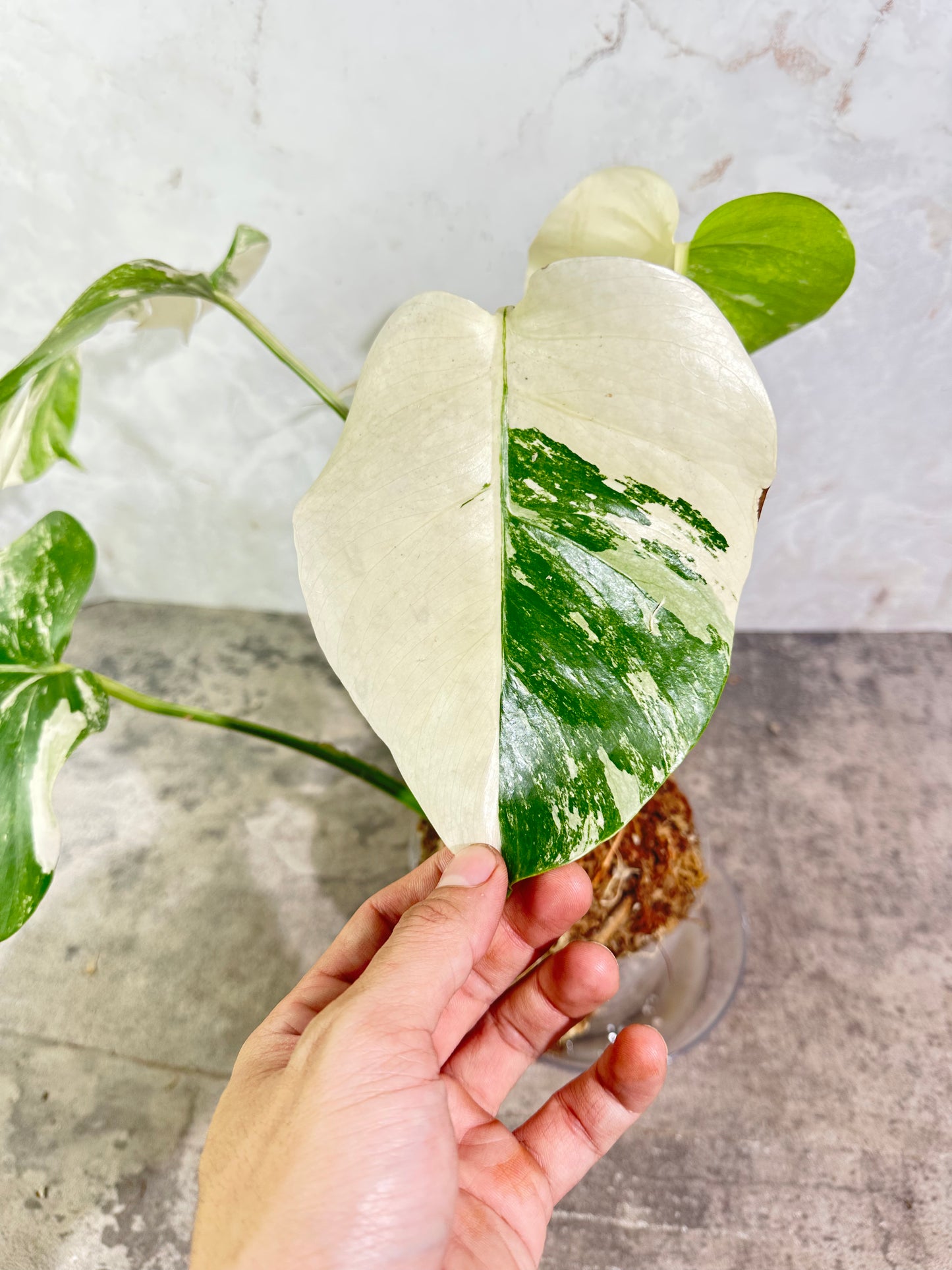 Monstera albo variegated 5 leaves Rooted