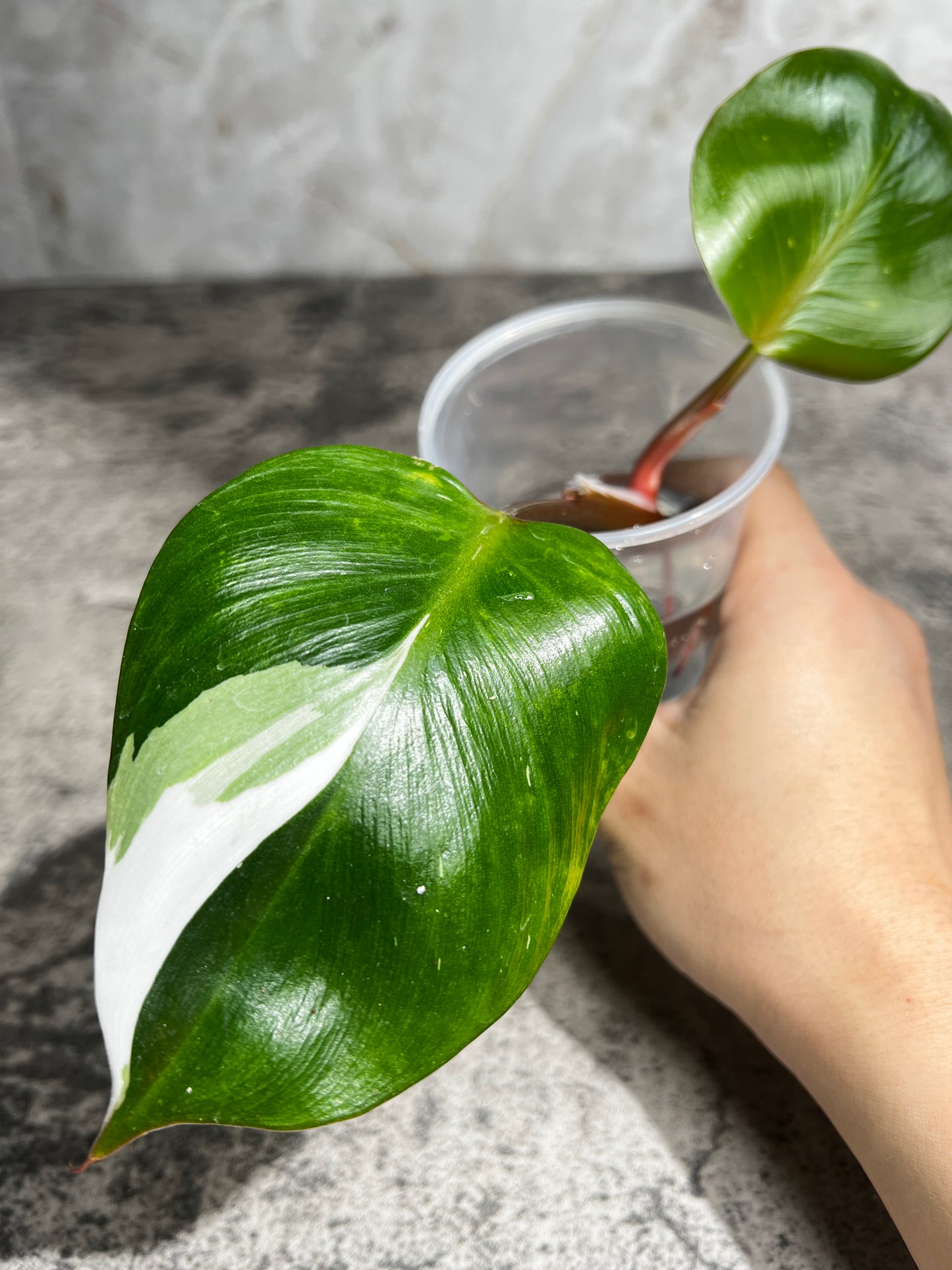 Philodendron white knight slightly rooting  2 leaves 1 sprout  highly Variegated