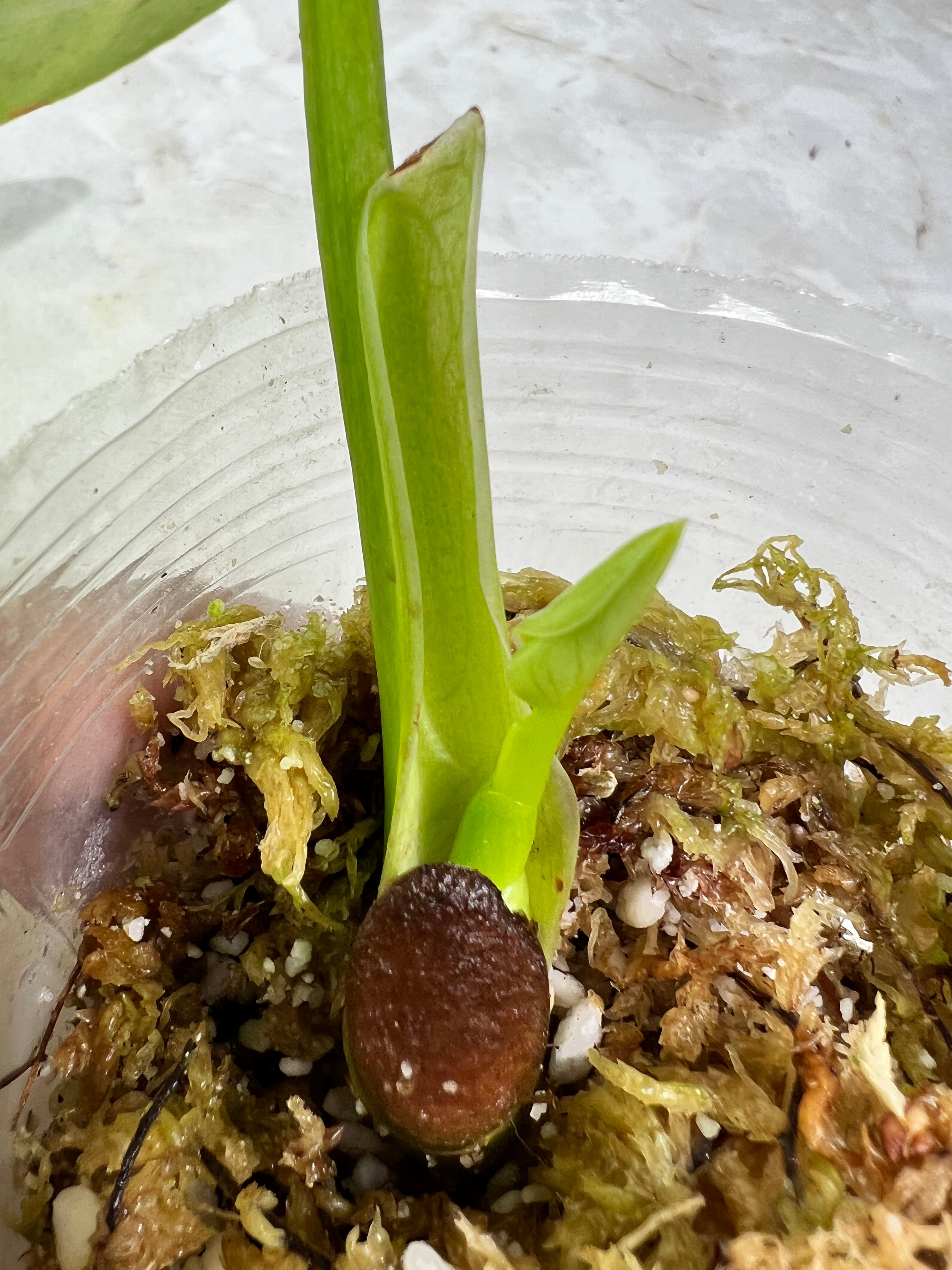 Philodendron white wizard slightly rooted  2 leaves