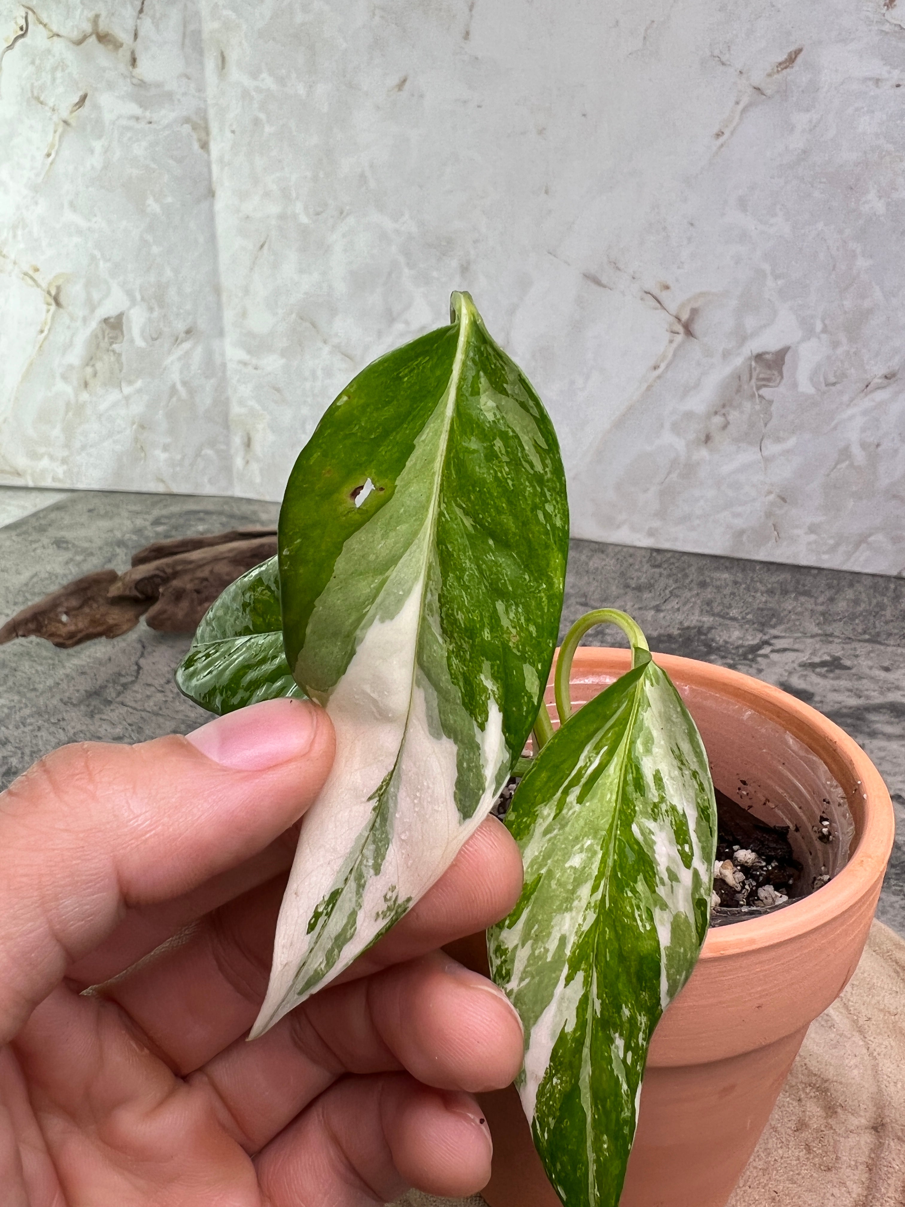 Epipremnum pinnatum variegated 3 leaves 1 sprout  rooted