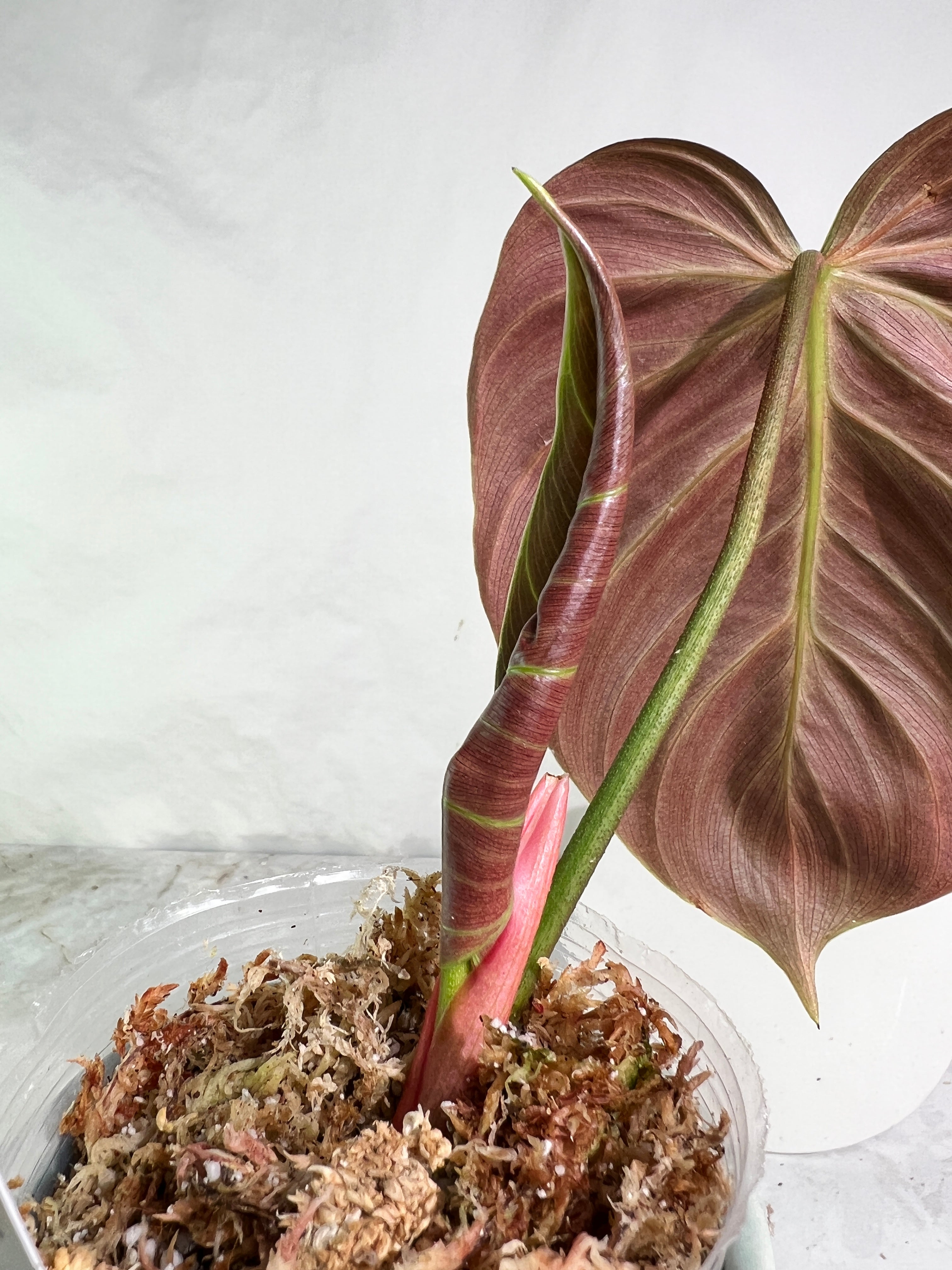 Philodendron el choco red rooting 2 leaves top cutting