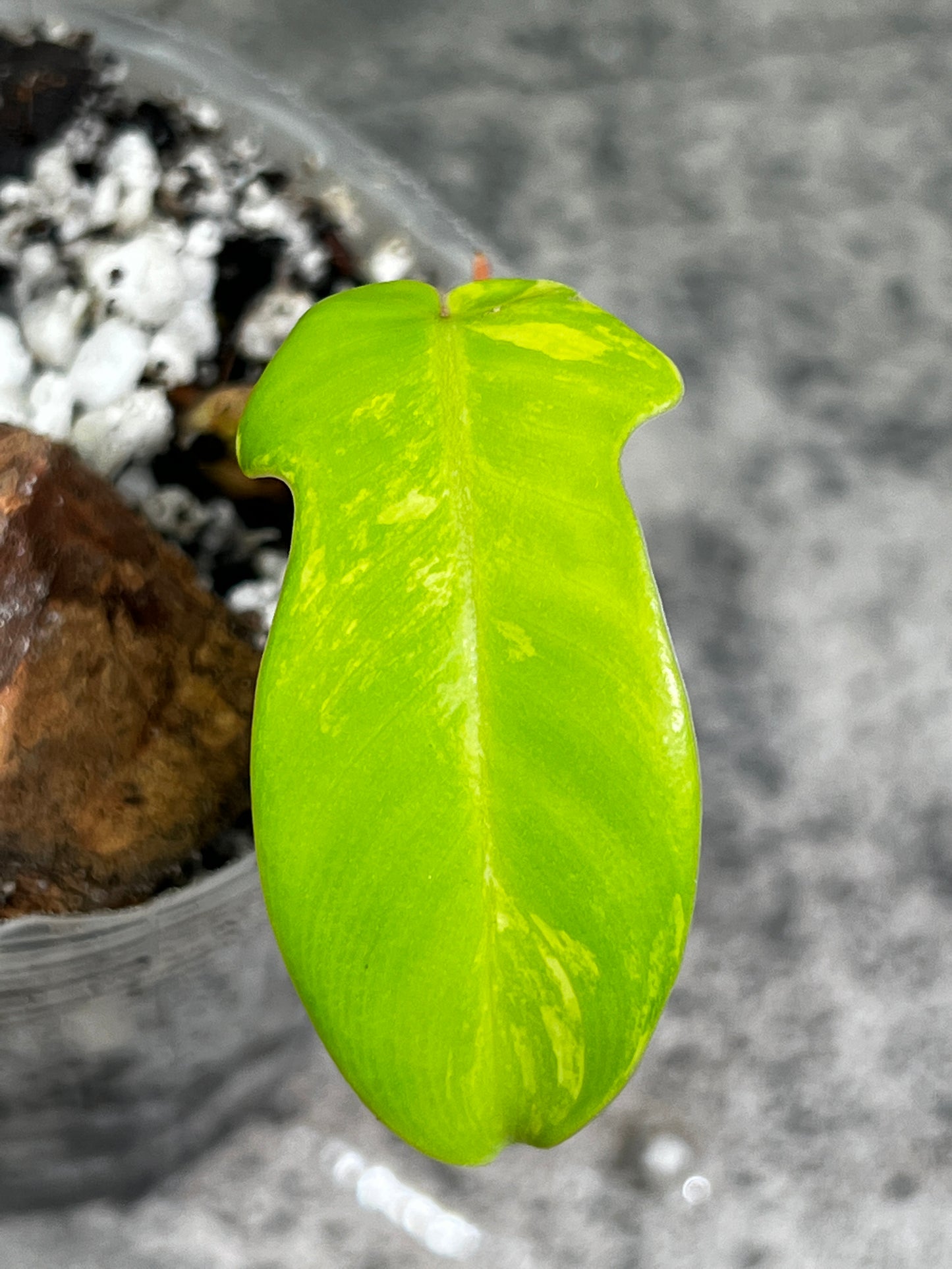 Philodendron Florida beauty rooted 1 leaf 1 sprout