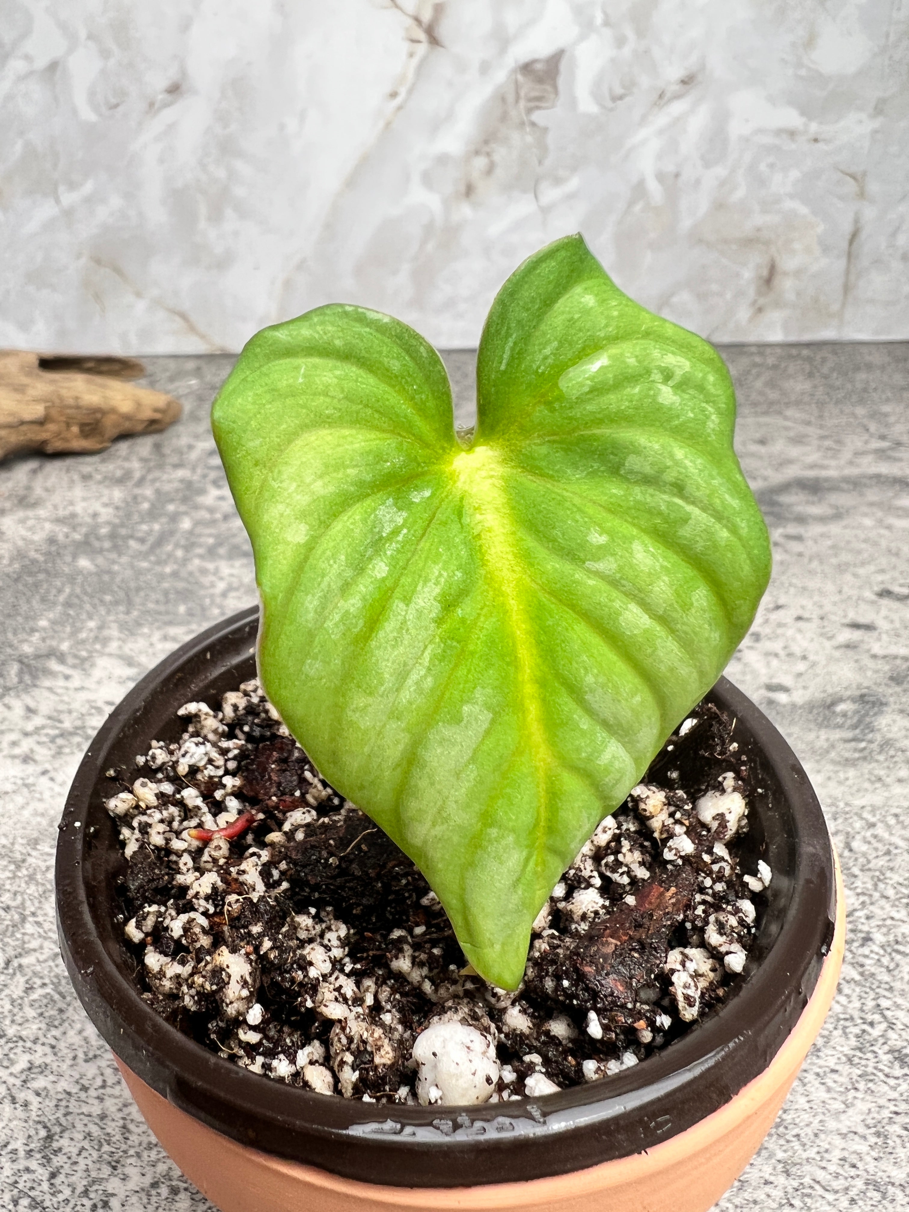 Philodendron plowmanii silver cloud rooted 2 leaves top cutting