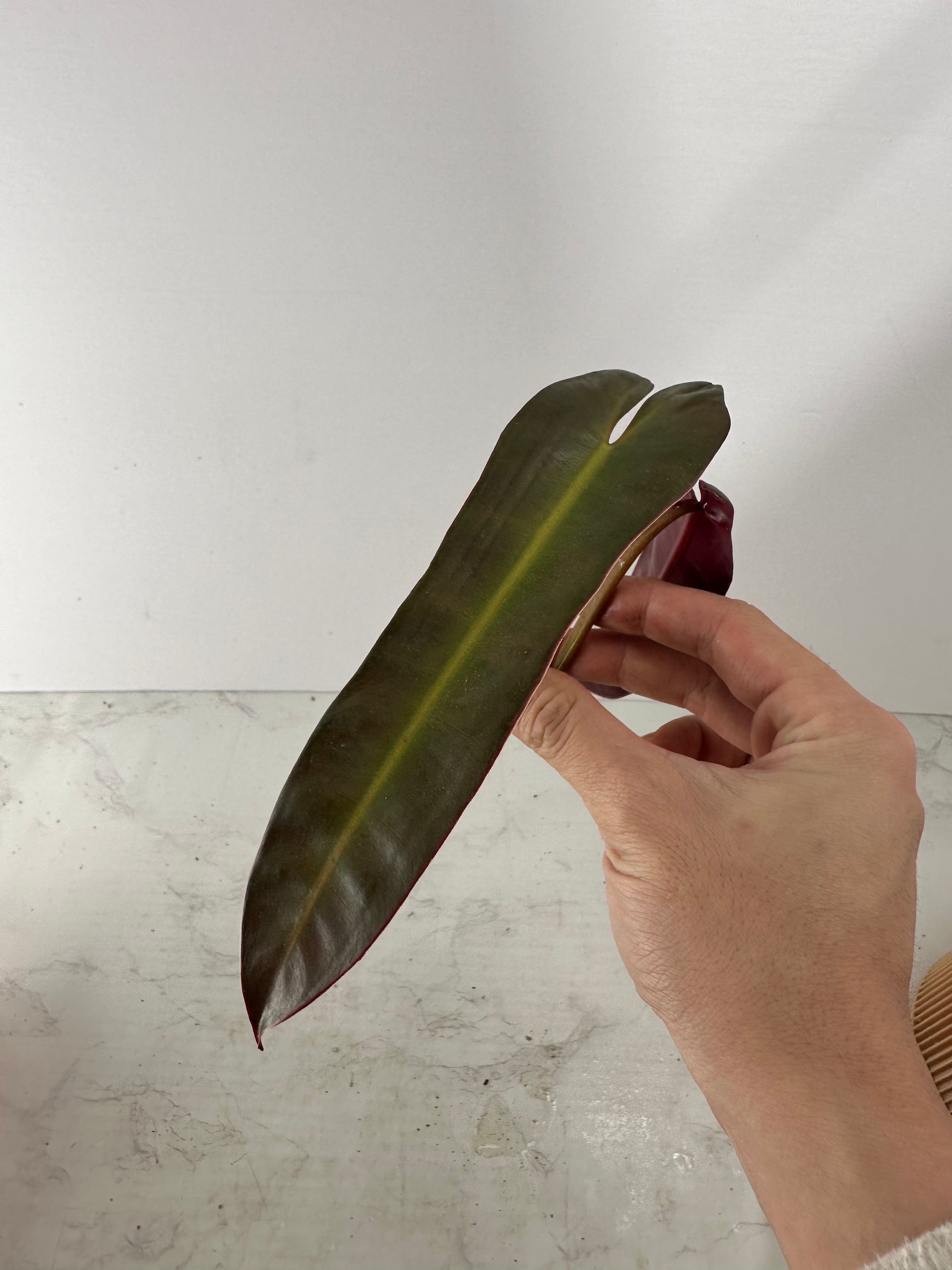 Philodendron billietiae x atabapoense