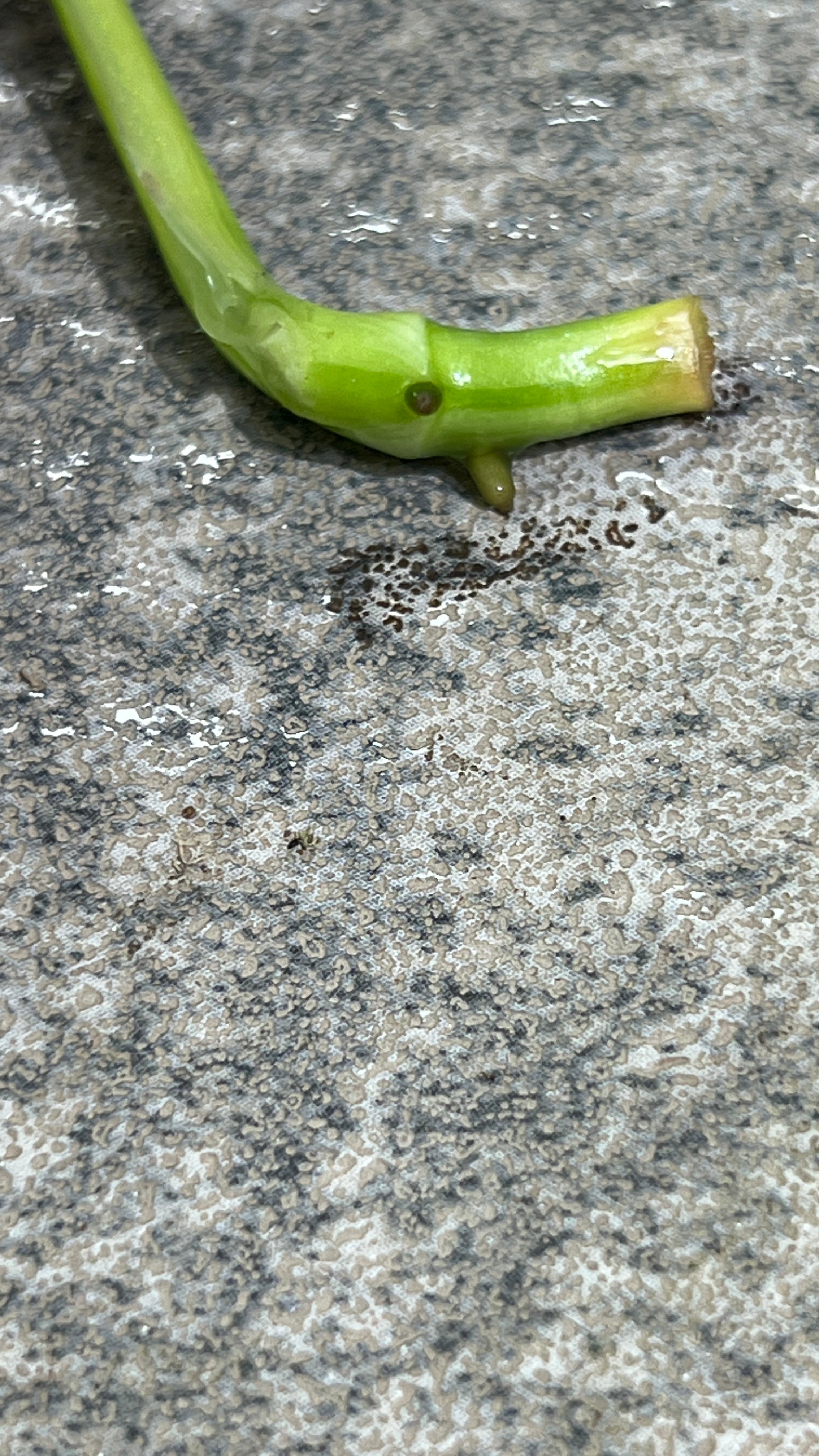 Monstera adansonii aurea rooting  cutting