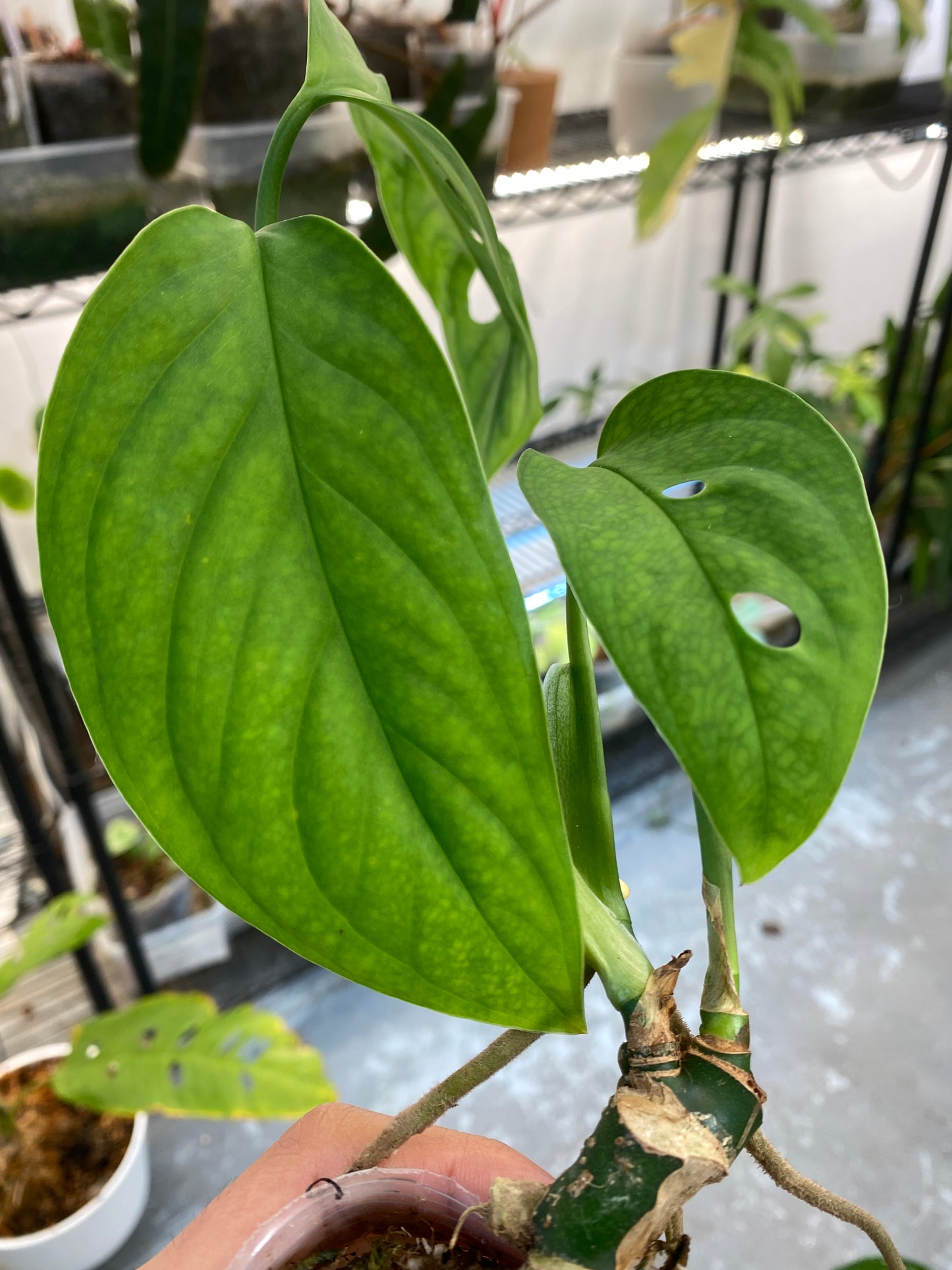 Monstera Private Sale: Monstera Esqueleto 3leaves rooted