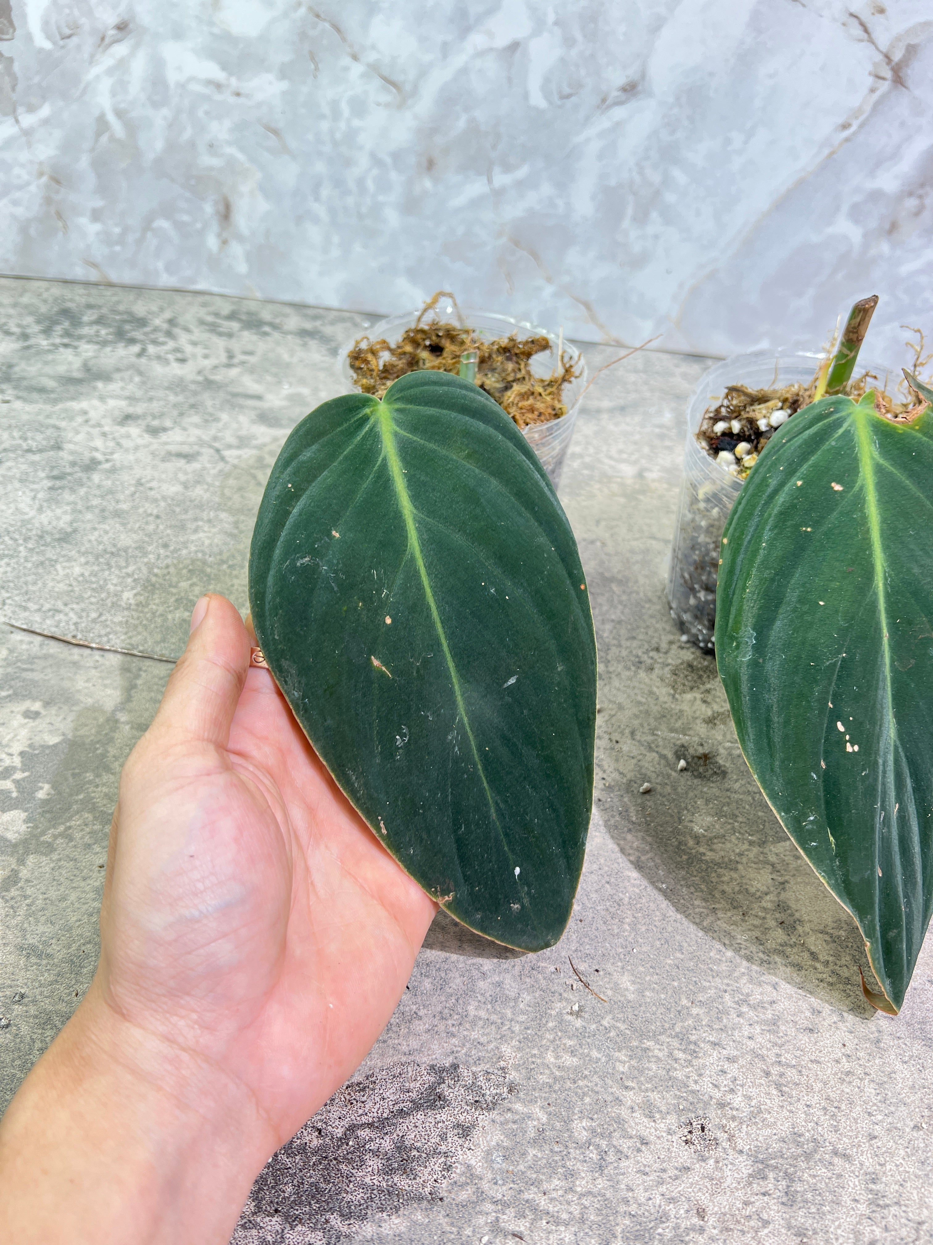 Grower Choice:  Philodendron gigas rooted