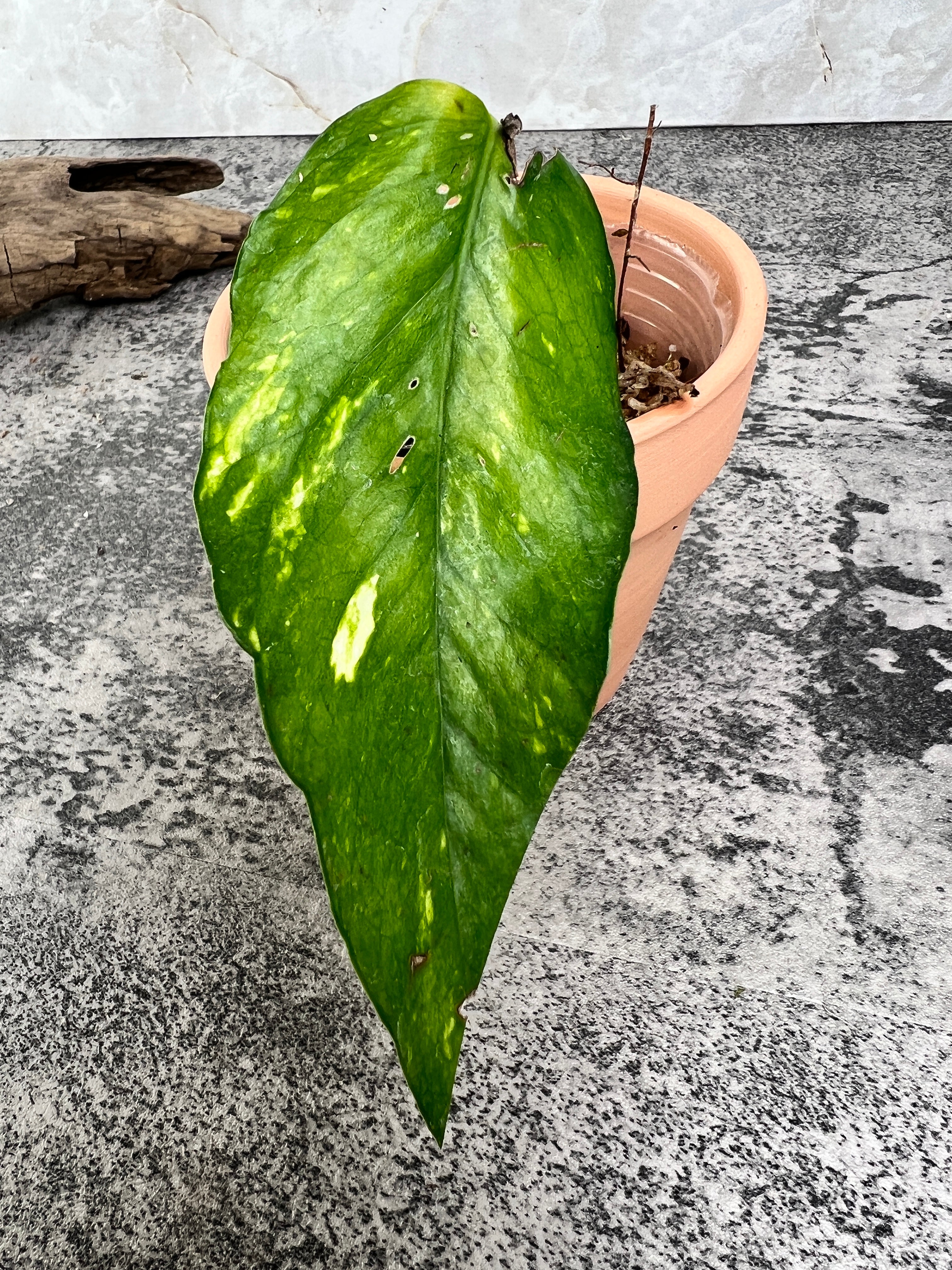 Epipremnum golden flame 1 leaf 1 sprout rooted