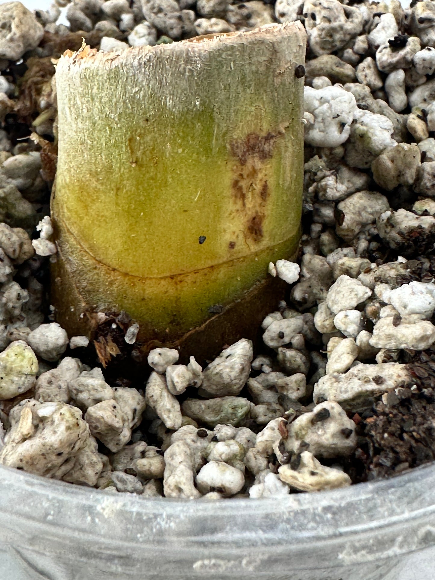 Philodendron warscewiczii aurea rooted node