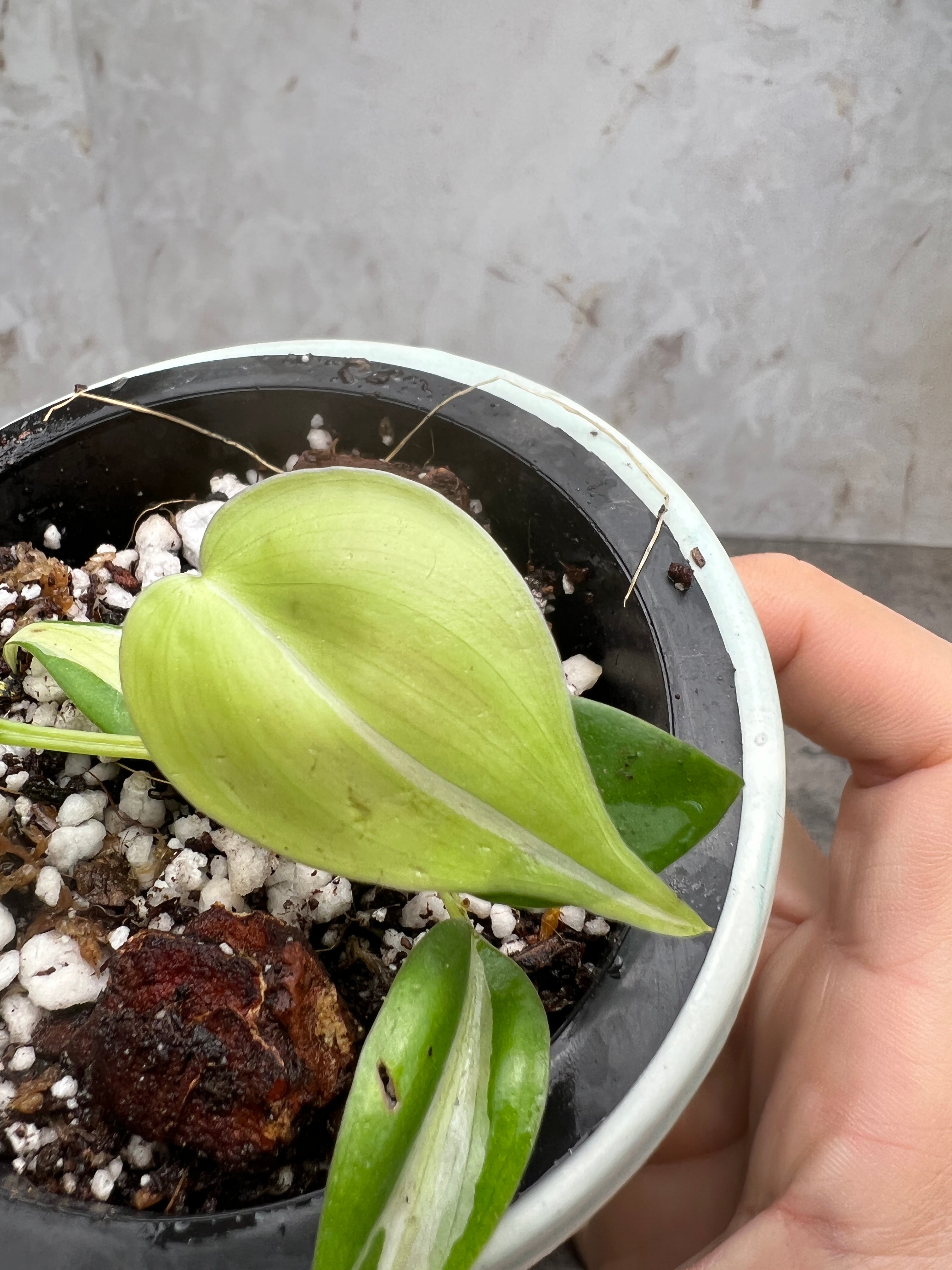 philodendron cream splash slightly rooted 5 leaves 1 sprout