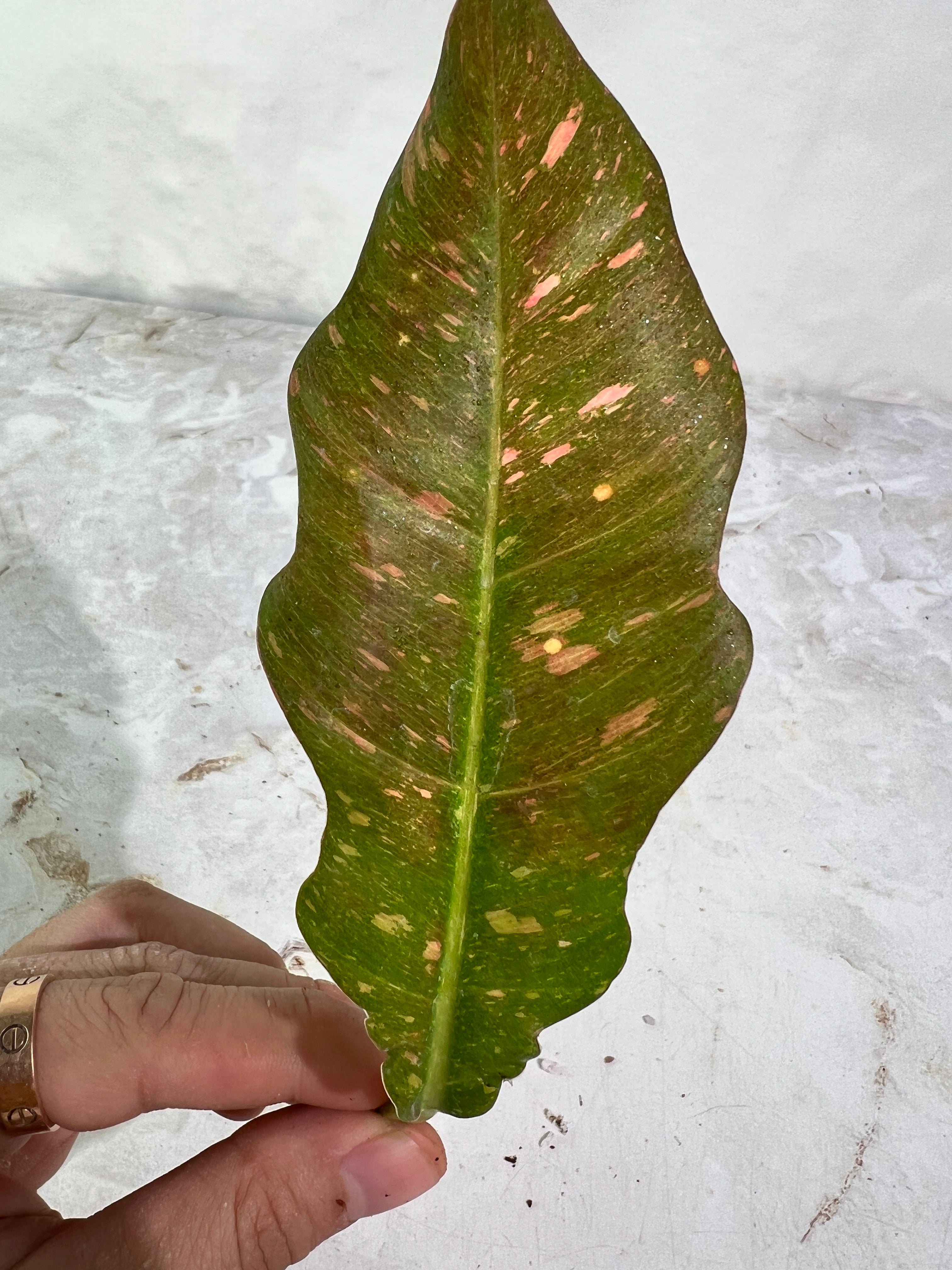 Philodendron ring of fire rooting 1 leaf 1 sprout