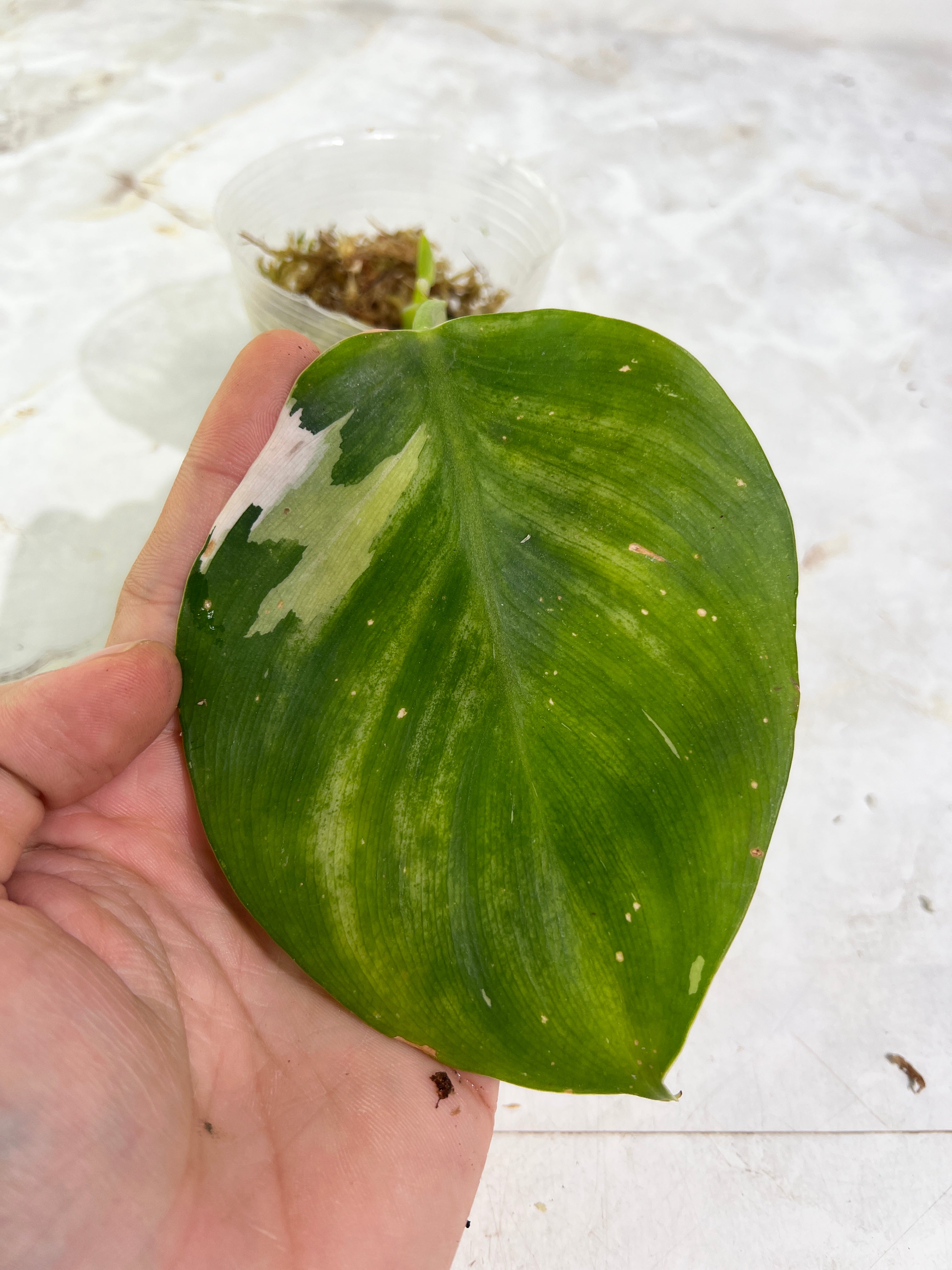 Philodendron white wizard slightly rooted  2 leaves