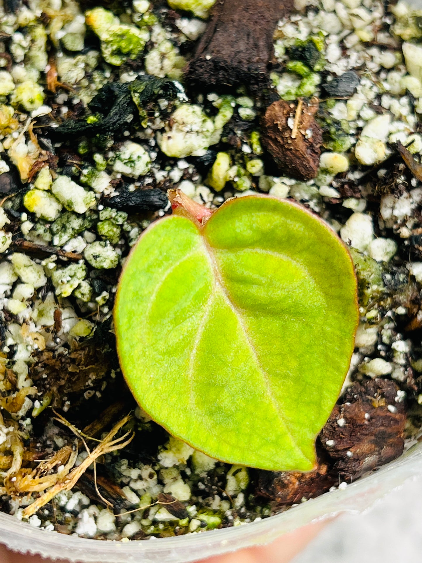 Anthurium Raven’s heart rooted