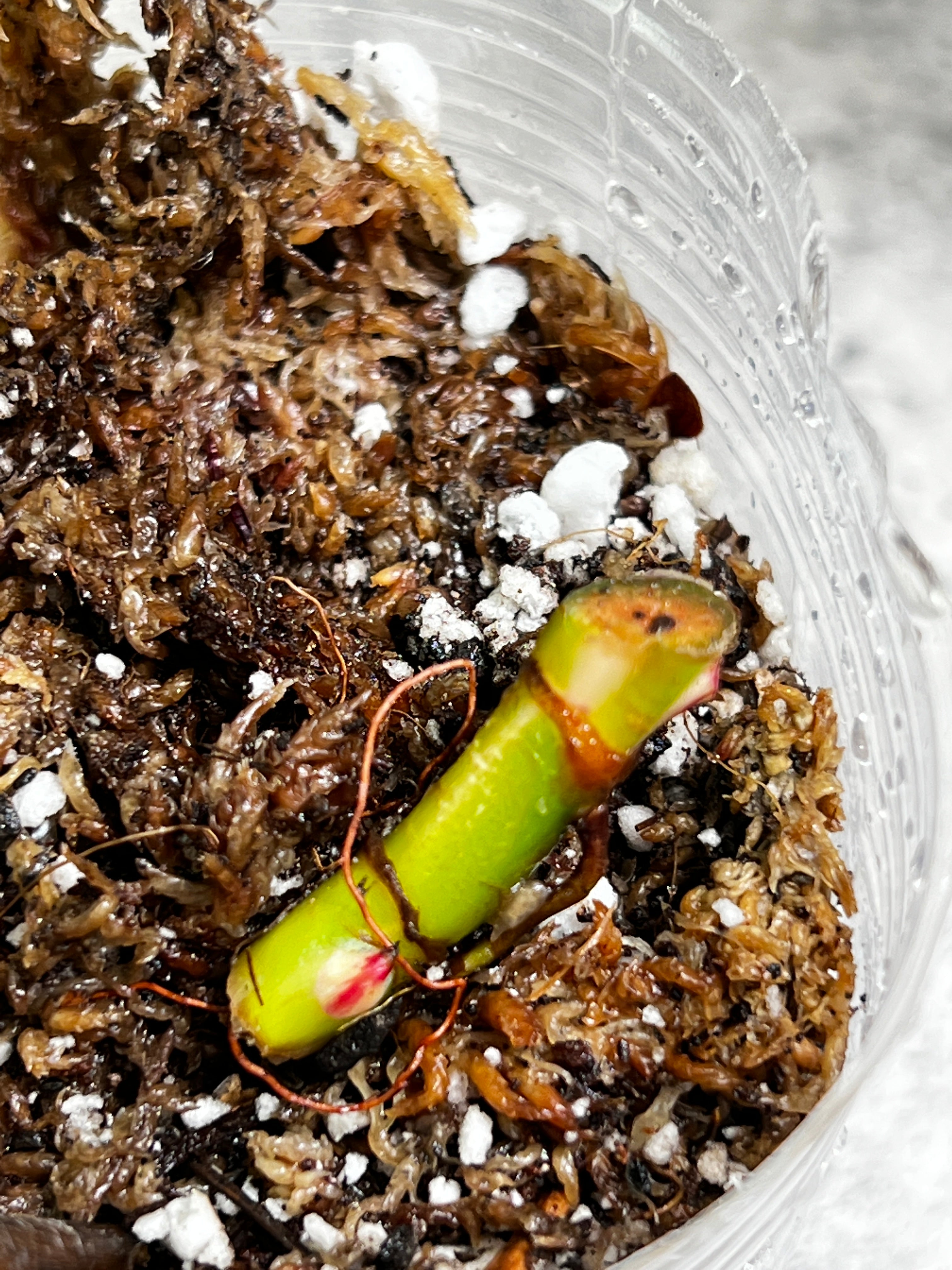 Philodendron white princess rooting node with 3 sprouts from highly Variegated mother plant