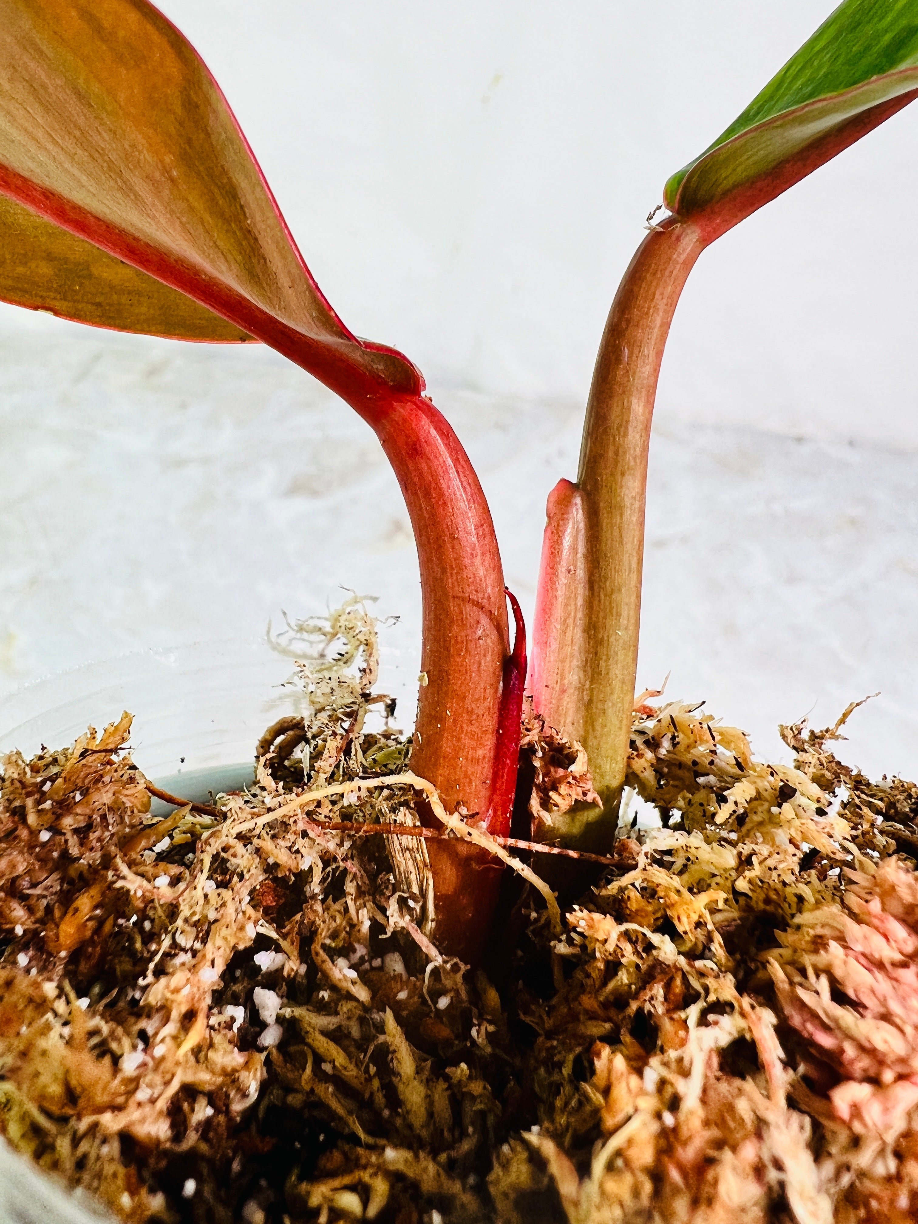 Philodendron orange marmalade rooting 2 leaves 1 sprout top cutting